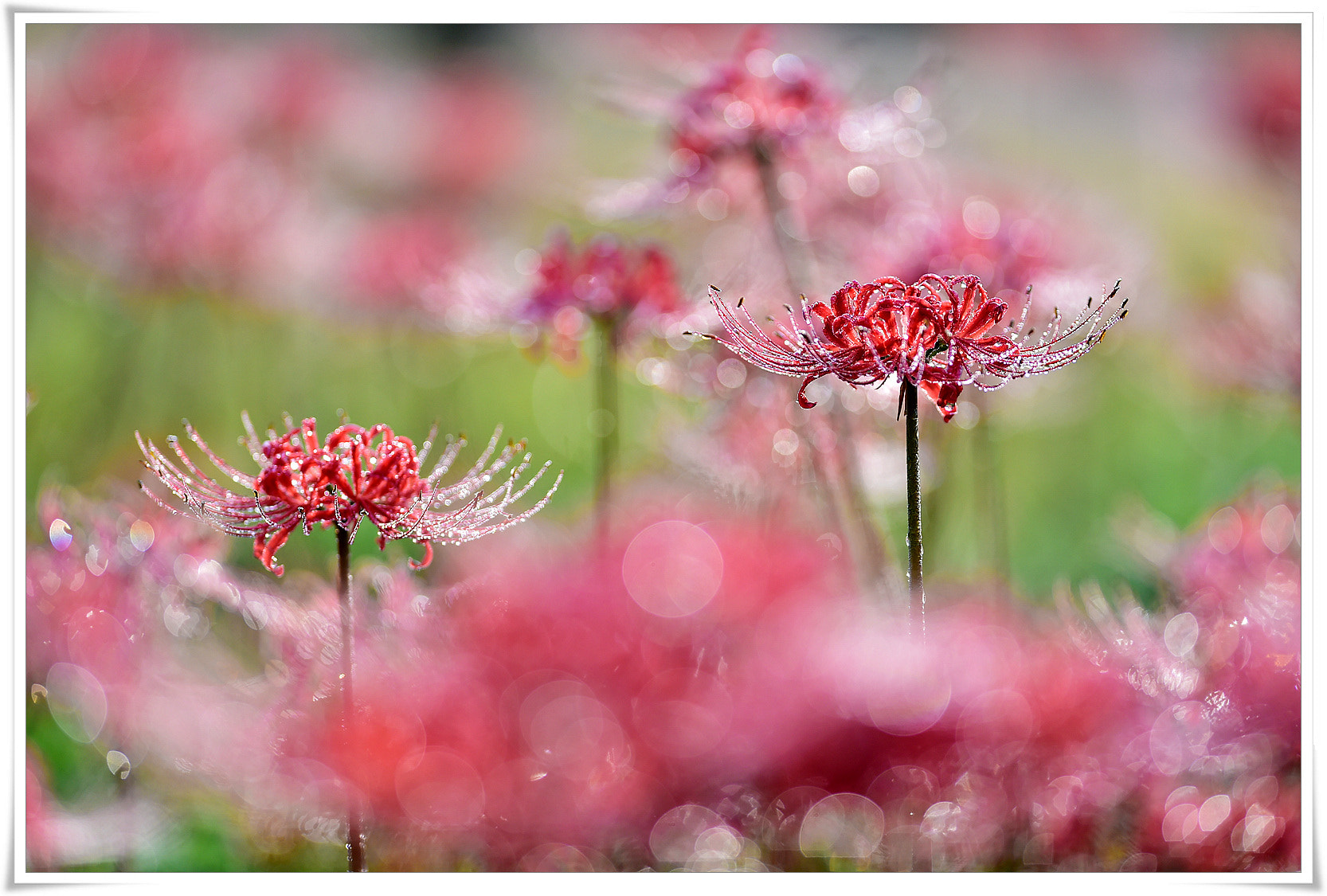 AF-S Nikkor 300mm f/2.8D IF-ED sample photo. Lycoris radiata photography