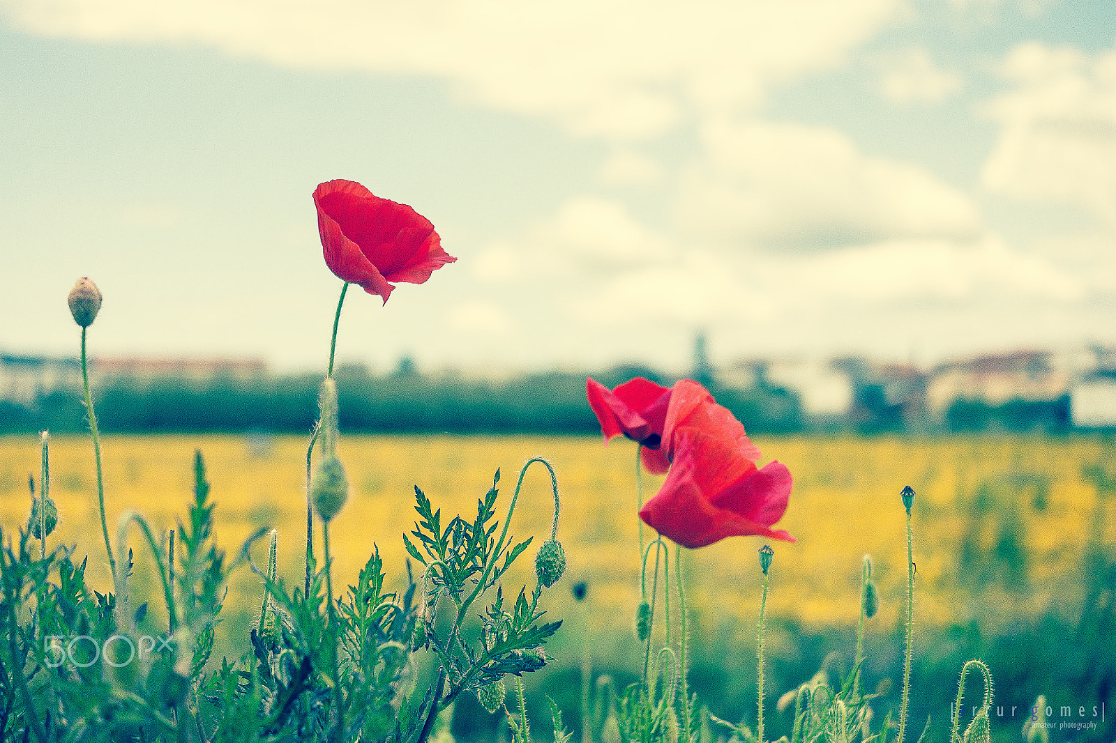 Fujifilm X-A1 sample photo. The last poppies... photography