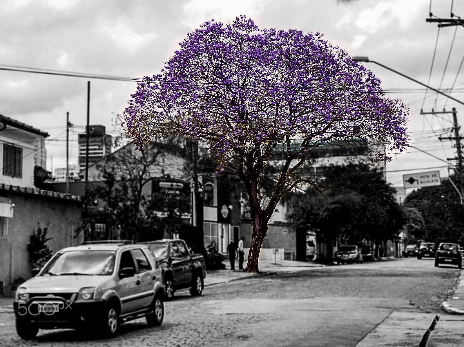 Olympus TG-620 sample photo. Blue jacaranda photography