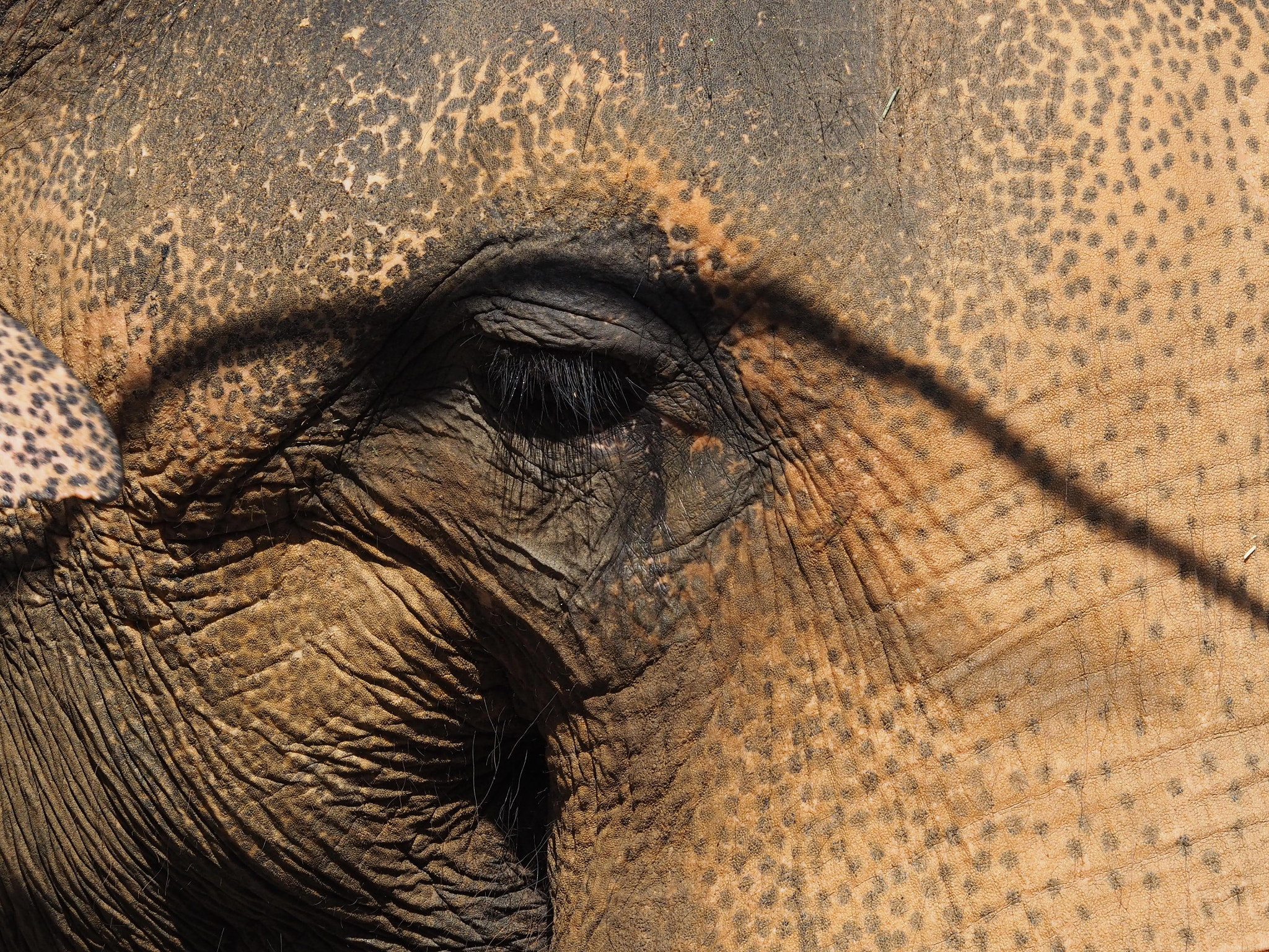 Olympus OM-D E-M5 II sample photo. Elephant's eye photography
