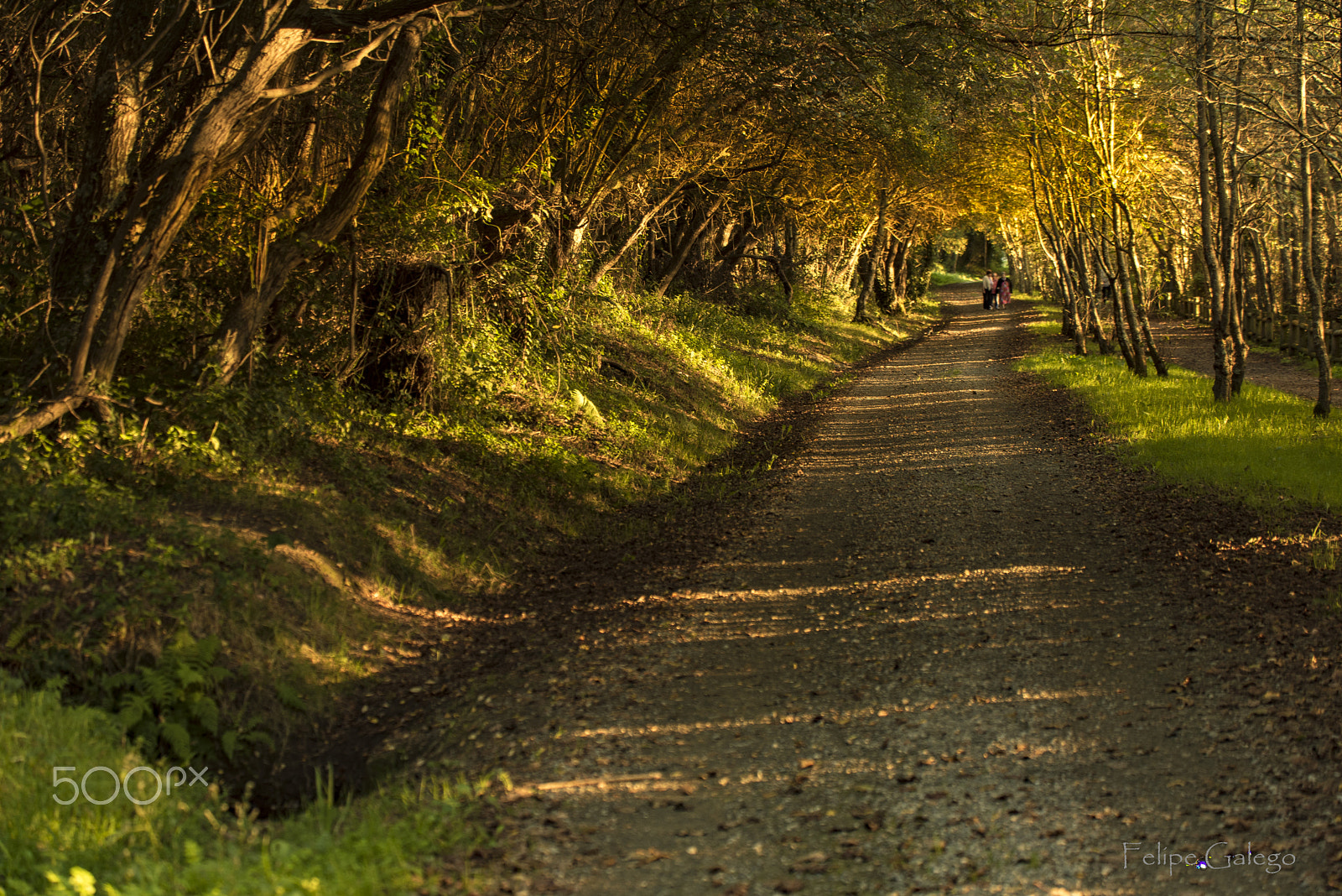 Nikon D750 sample photo. El paseo de la laguna photography