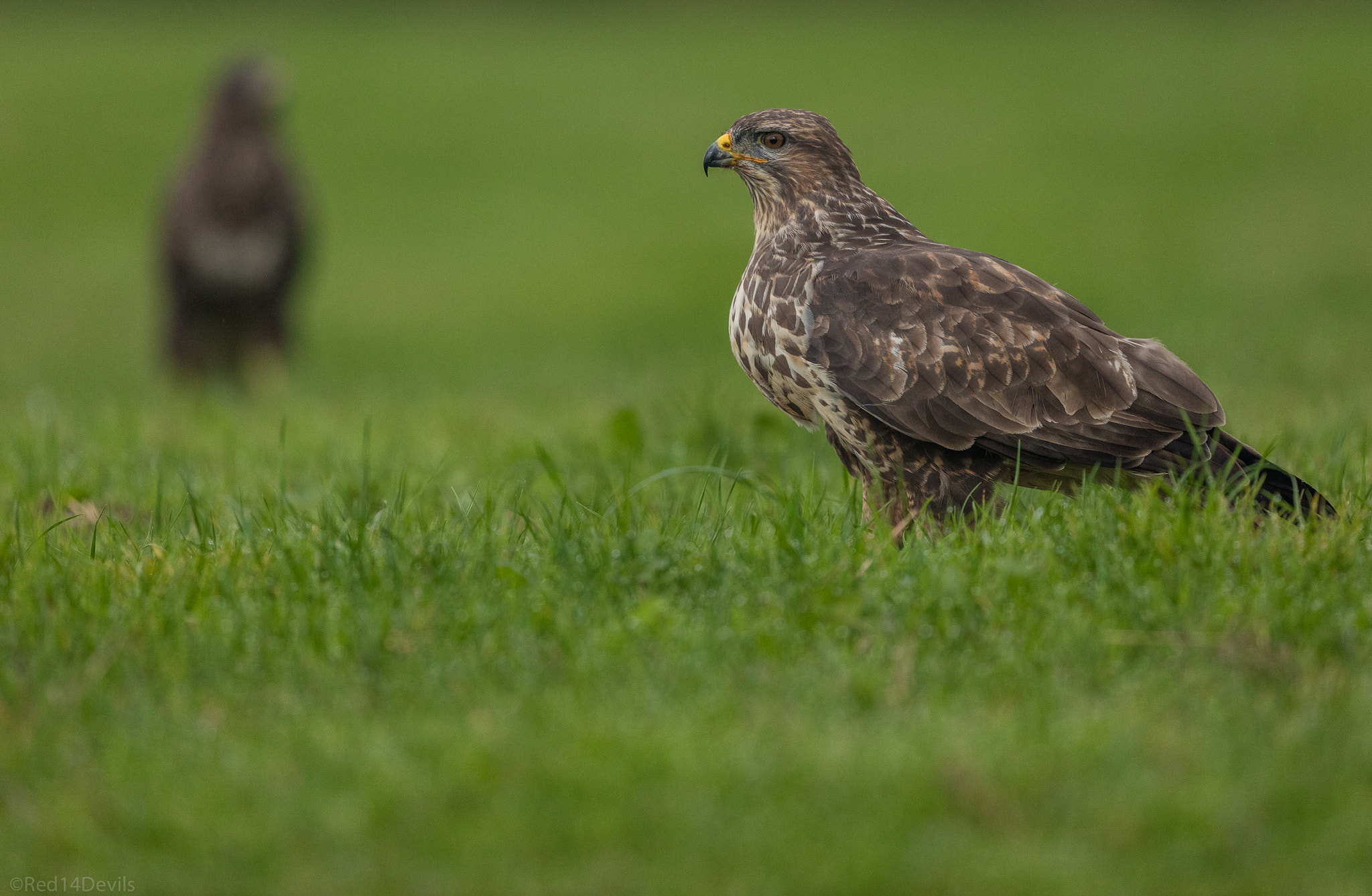 Canon EF 200-400mm F4L IS USM Extender 1.4x sample photo. Common buzzard photography