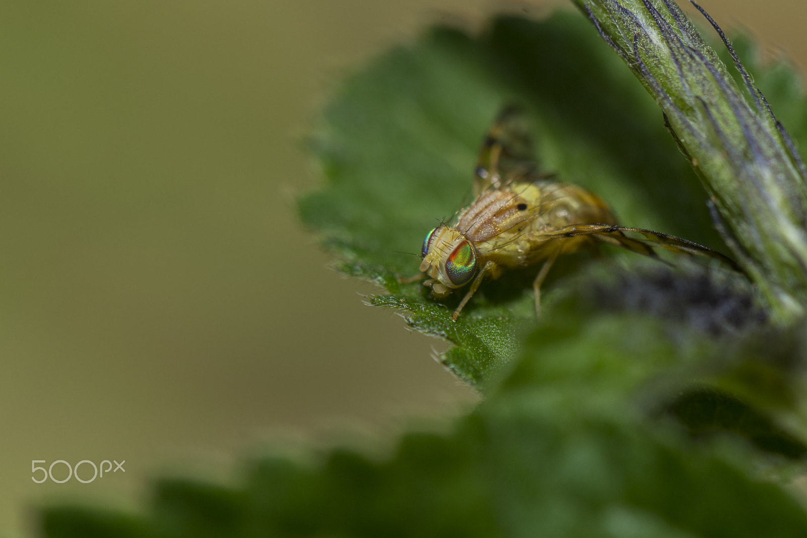 Nikon AF-S DX Micro-Nikkor 85mm F3.5G ED VR sample photo. Macro photography