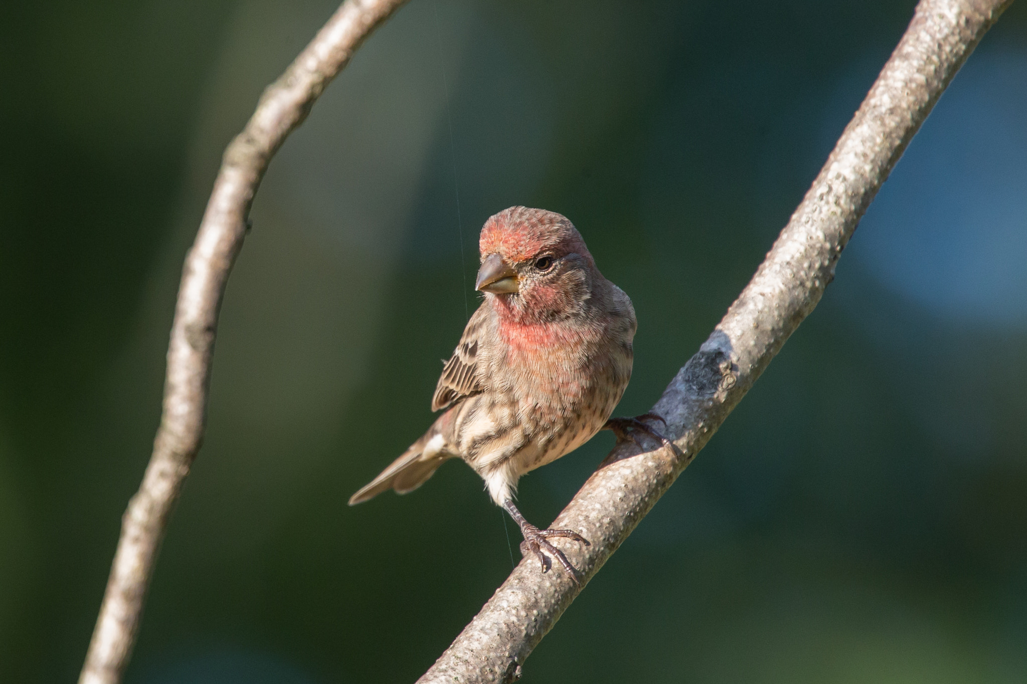 Canon EOS-1D X sample photo. Rgp_9391-3.jpg photography