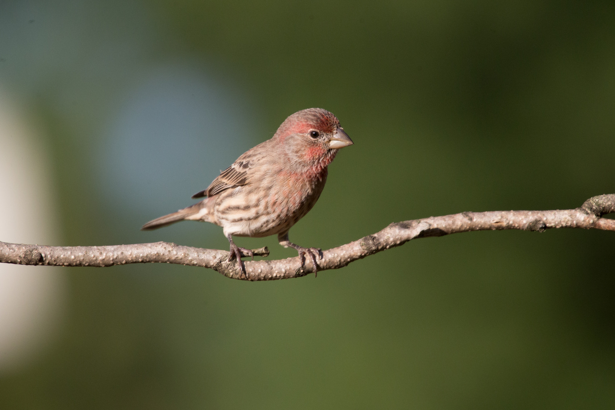 Canon EOS-1D X sample photo. Rgp_9399-3.jpg photography