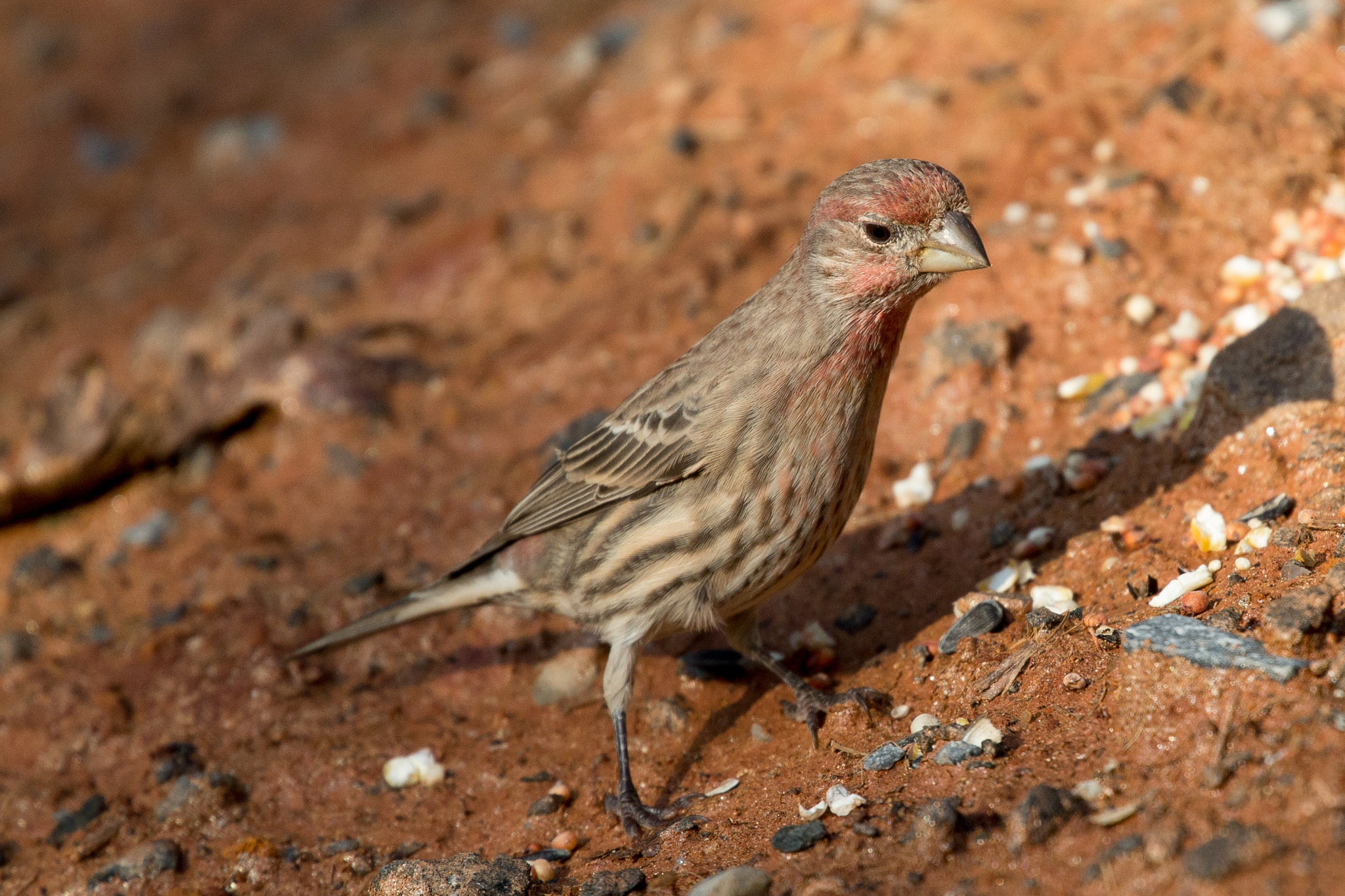 Canon EOS-1D X sample photo. Rgp_9403-3.jpg photography