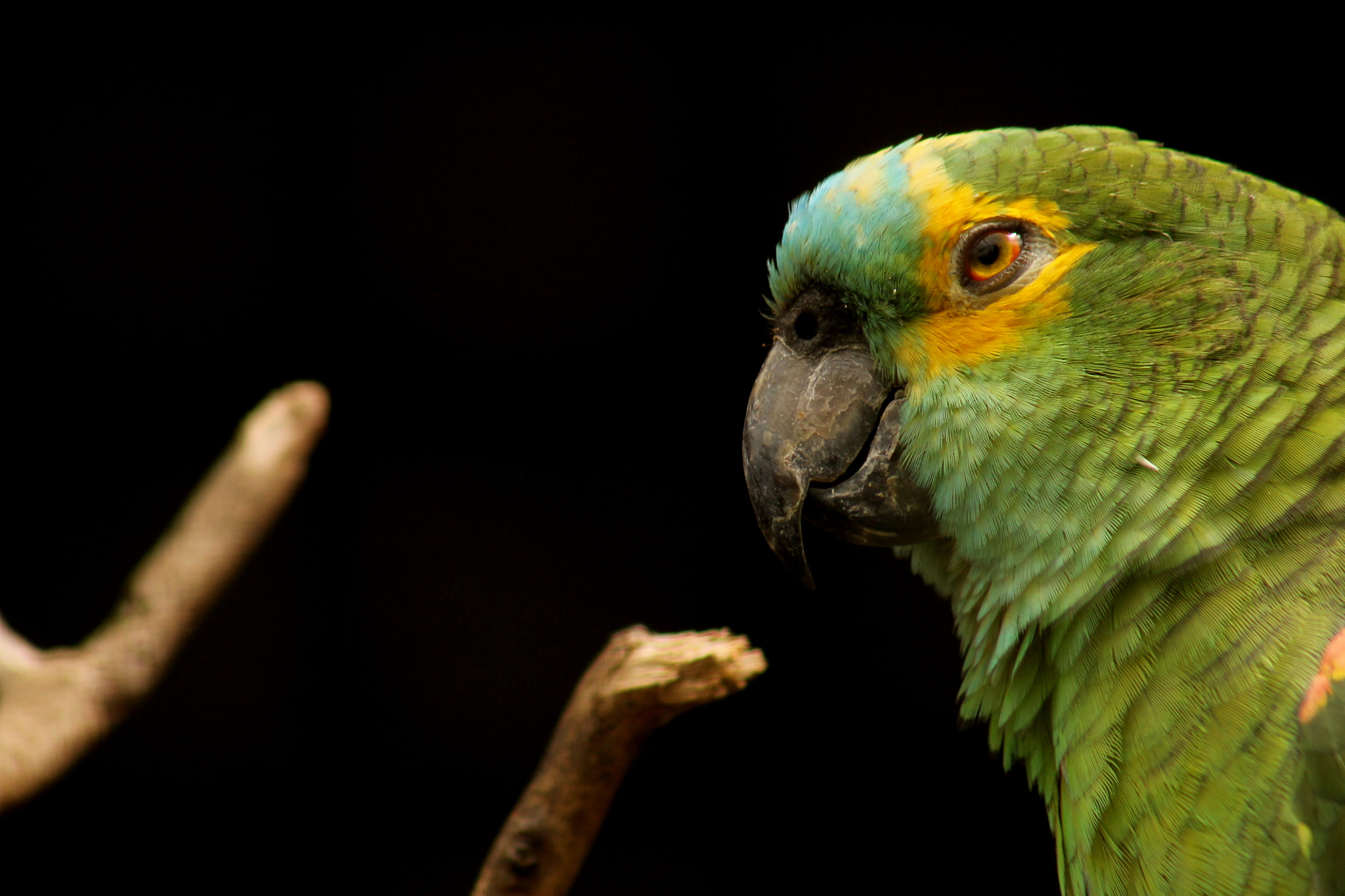 Canon EF 75-300mm f/4-5.6 USM sample photo. Amazona aestiva photography
