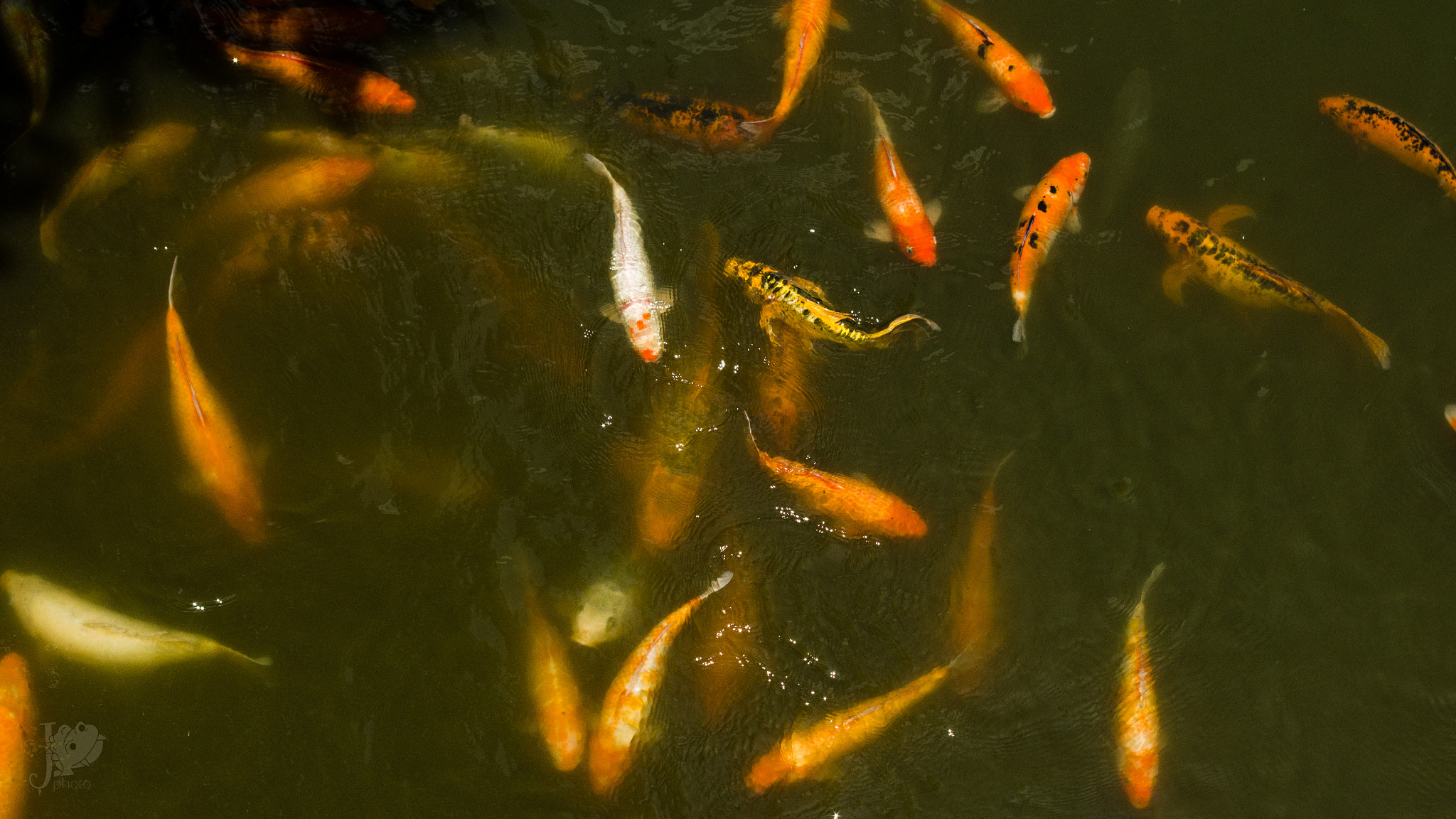 Pentax smc DA 18-55mm F3.5-5.6 AL WR sample photo. Poissons rouges dans les douves de la cité impériale de hué photography