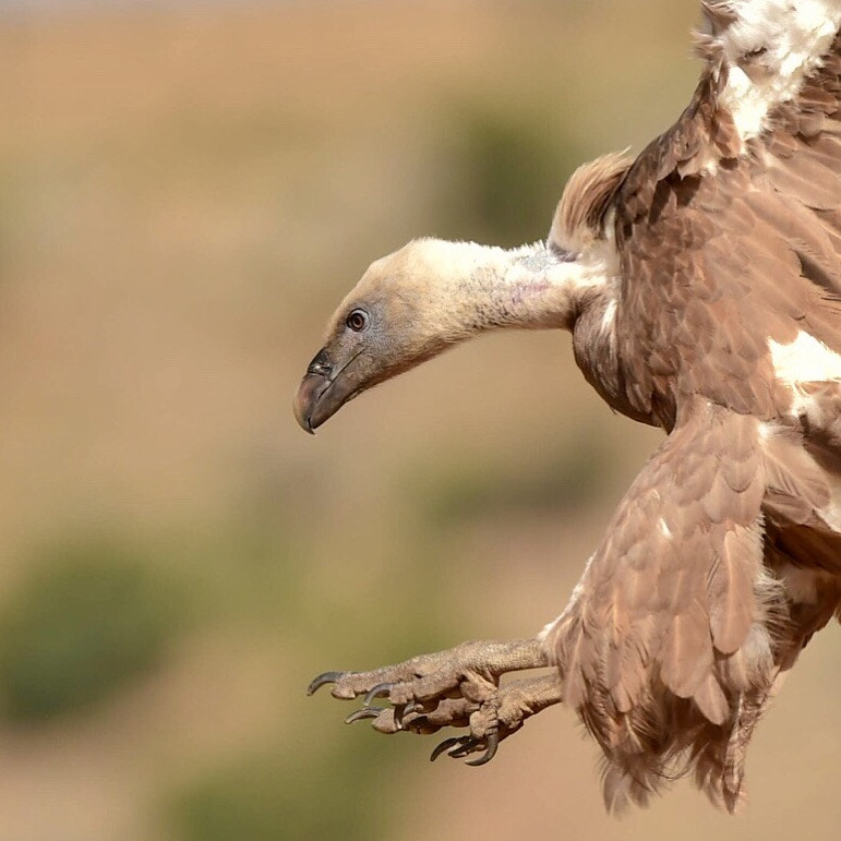 Nikon D4S + Nikon AF-S Nikkor 500mm F4G ED VR sample photo. Griffon vulture photography