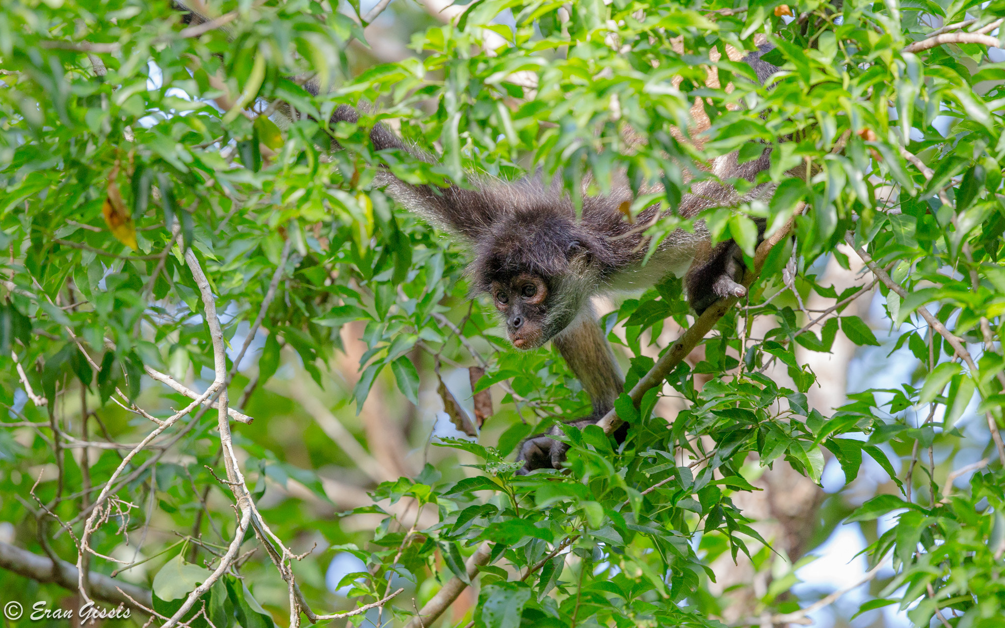 Canon EOS 6D + Canon EF 500mm F4L IS II USM sample photo. Spider monkey photography