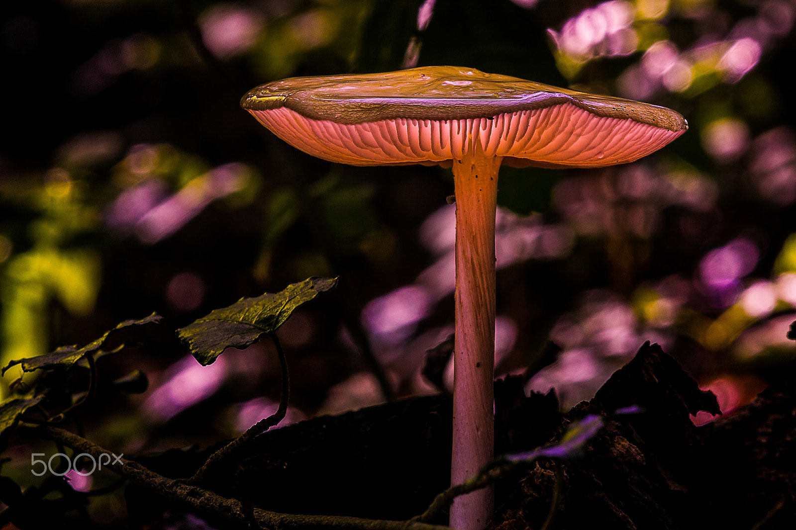 Sigma APO Macro 150mm f/2.8 EX DG HSM sample photo. Light in the forest photography