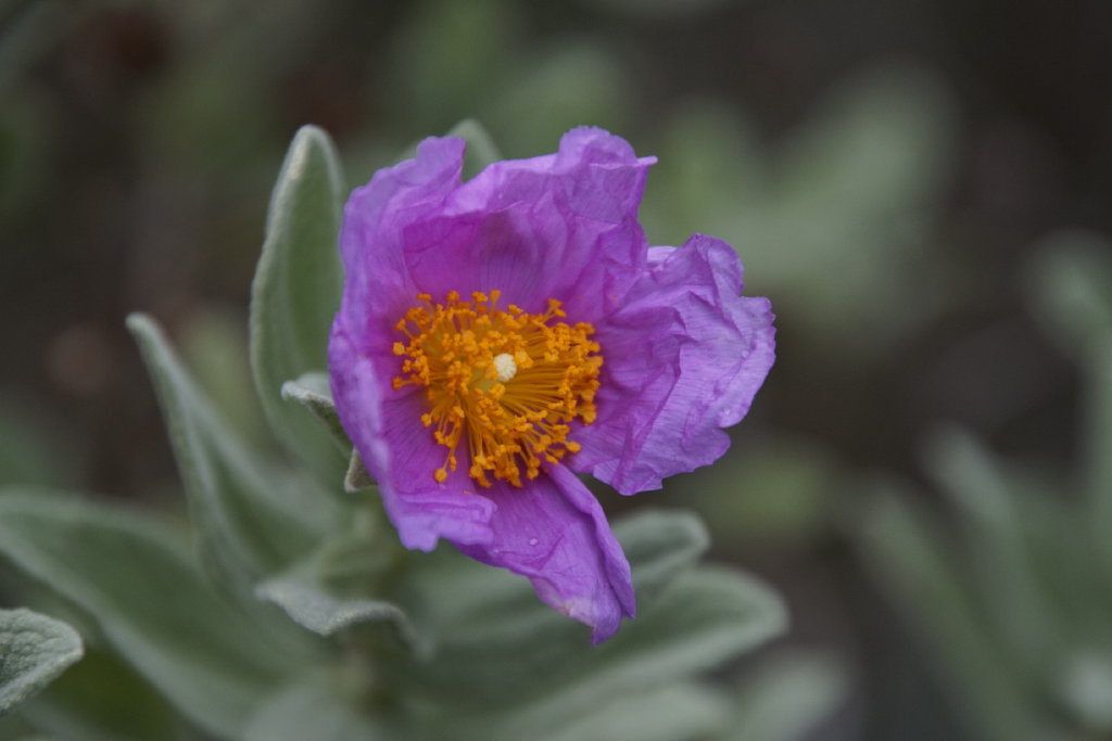 Tamron 16-300mm F3.5-6.3 Di II VC PZD Macro sample photo. Flower photography