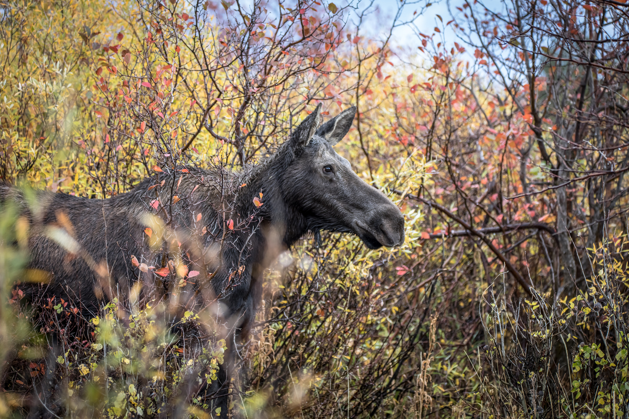 150-600mm F5-6.3 DG OS HSM | Contemporary 015 sample photo. Moose in grand teton this morning photography