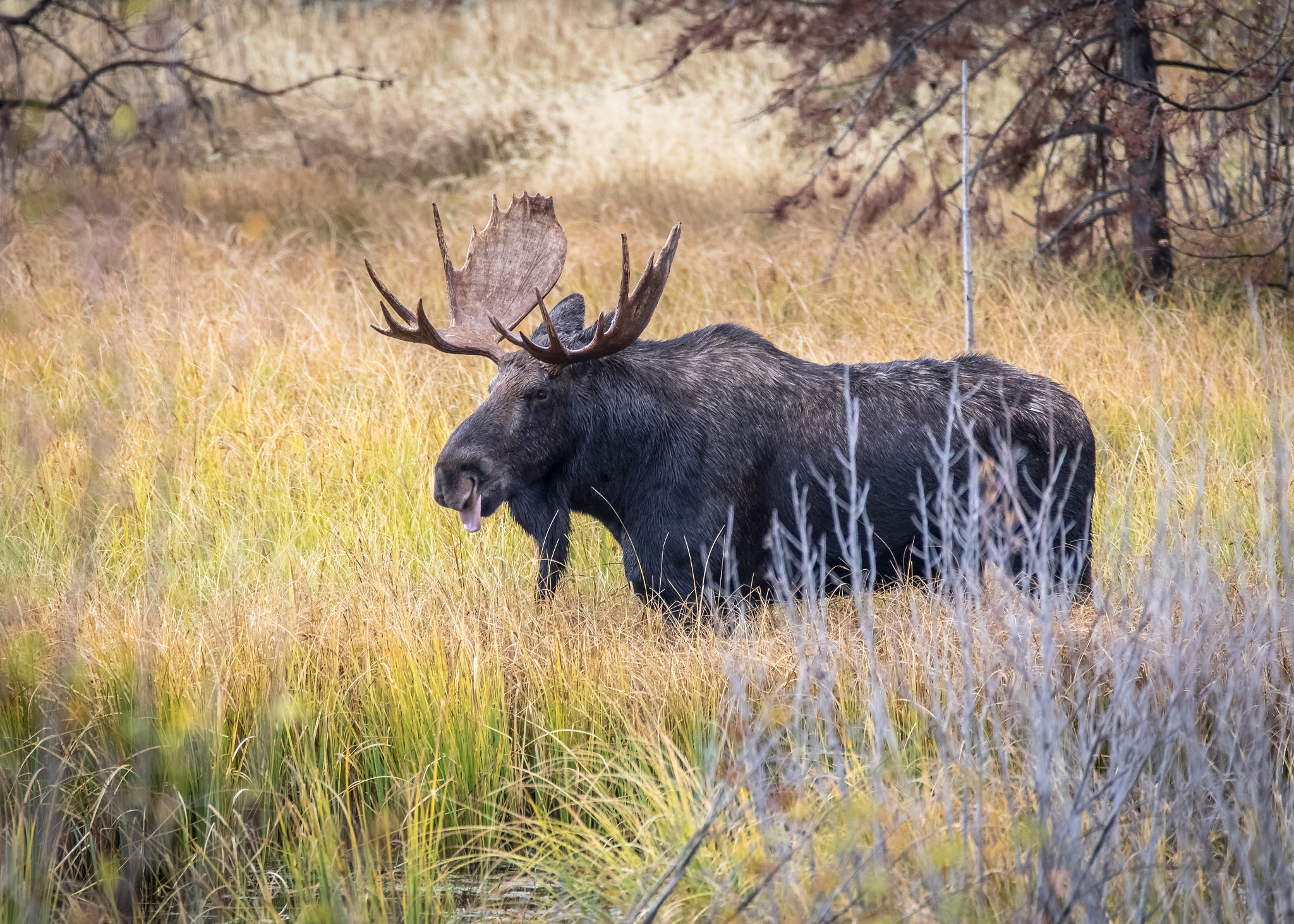 150-600mm F5-6.3 DG OS HSM | Contemporary 015 sample photo. Moose in grand teton this morning photography
