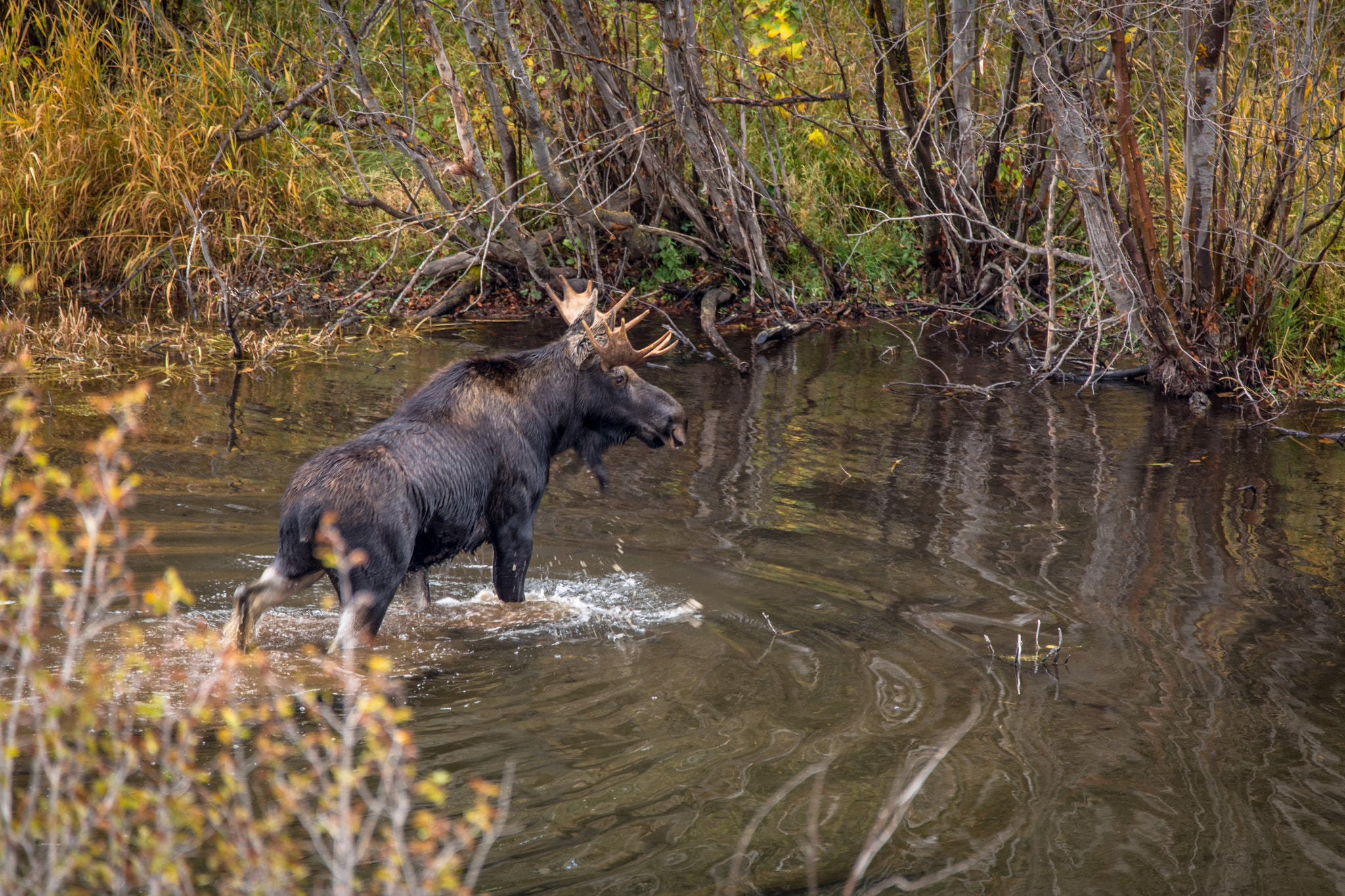 150-600mm F5-6.3 DG OS HSM | Contemporary 015 sample photo. Moose in grand teton this morning photography