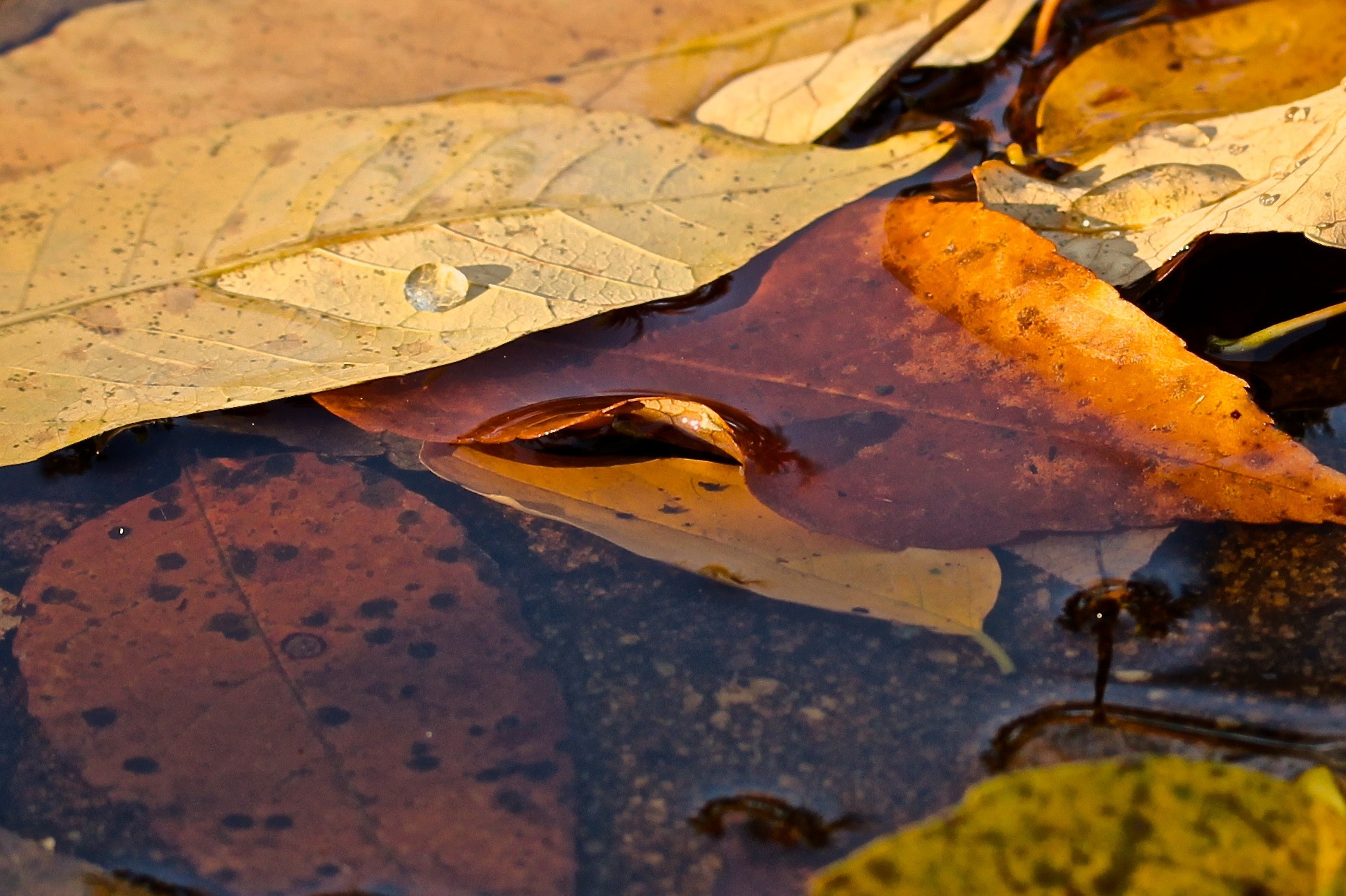 Canon EF-S 60mm F2.8 Macro USM sample photo. Fall in new jersey photography
