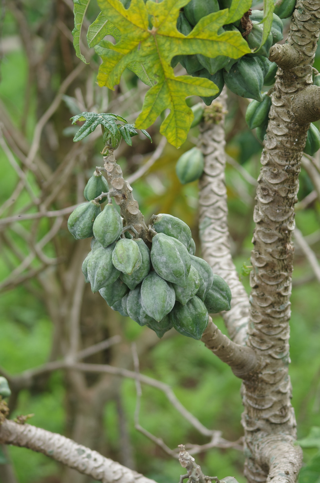 Pentax K-5 IIs + Sigma sample photo. Carica papaya from dieng wonosobo photography