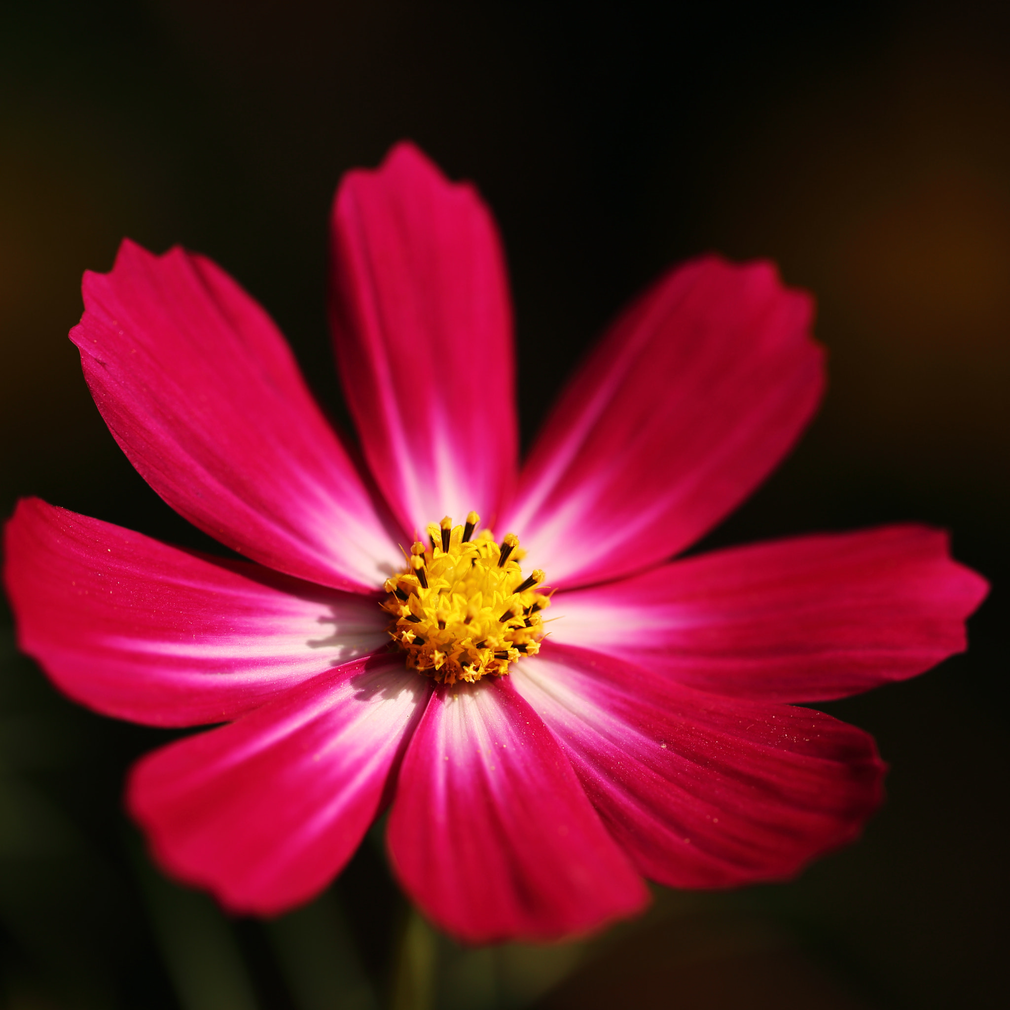 Canon EOS 6D + Canon EF 100mm F2.8L Macro IS USM sample photo. Cosmos photography