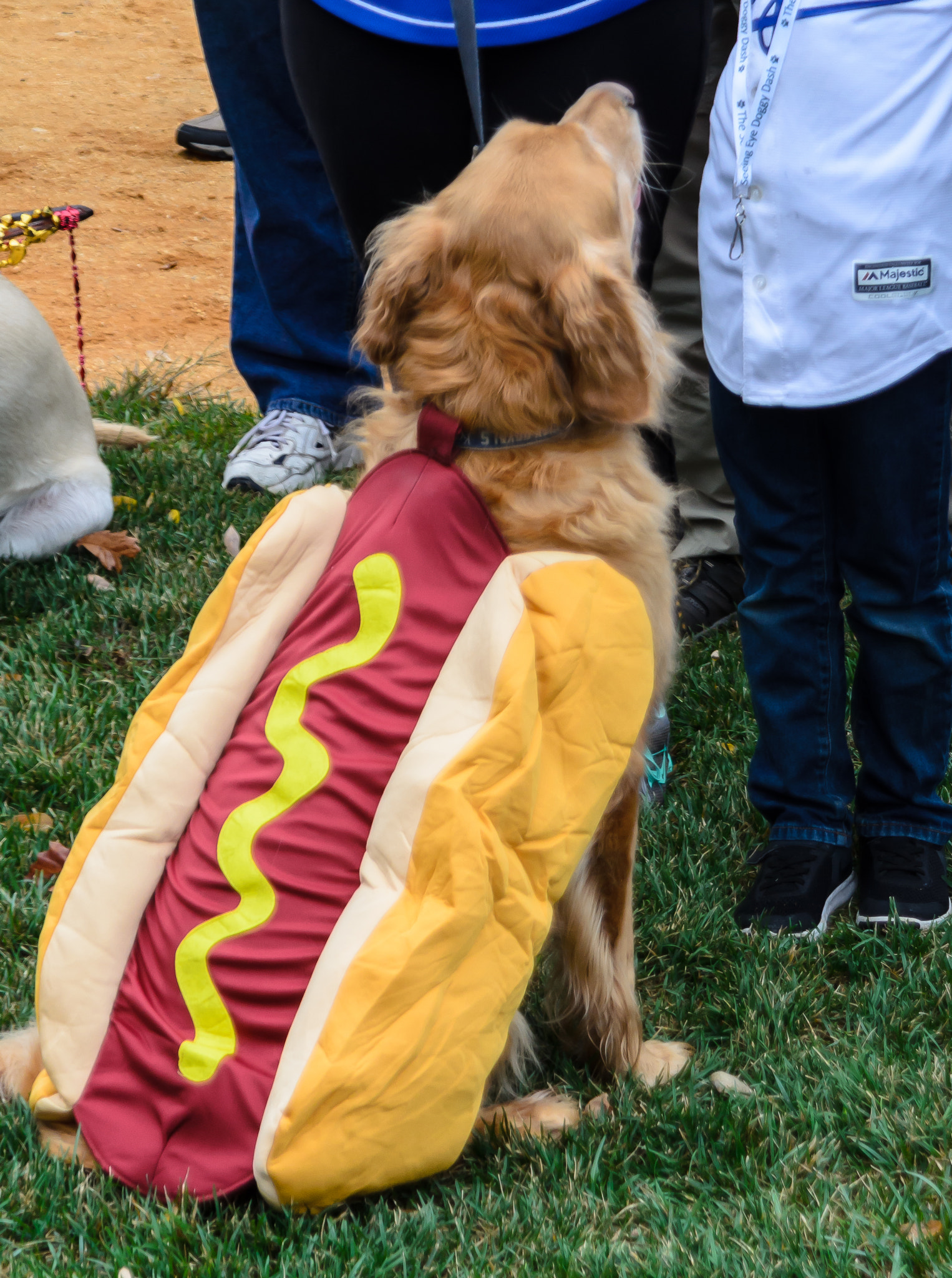 AF Zoom-Nikkor 24-120mm f/3.5-5.6D IF sample photo. A hot dog too good to eat photography