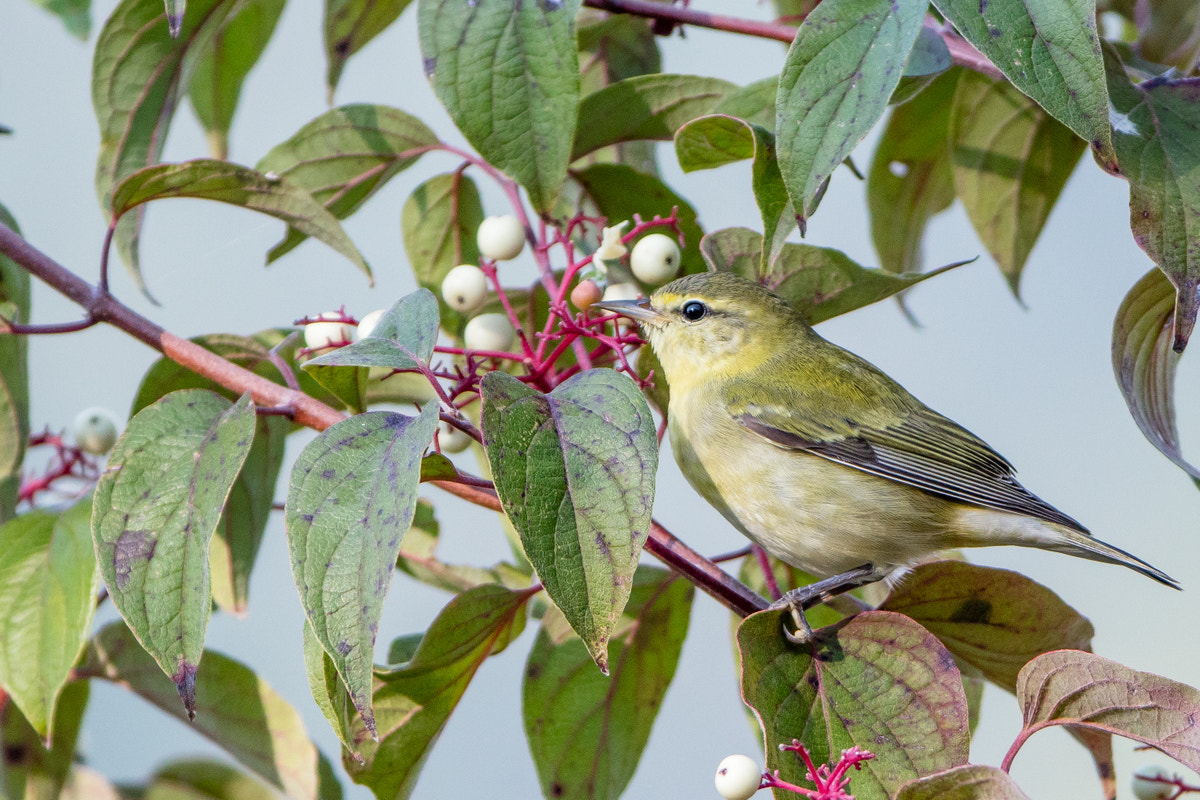 Canon EOS 5DS R + Canon EF 200-400mm F4L IS USM Extender 1.4x sample photo. Tennessee warbler photography