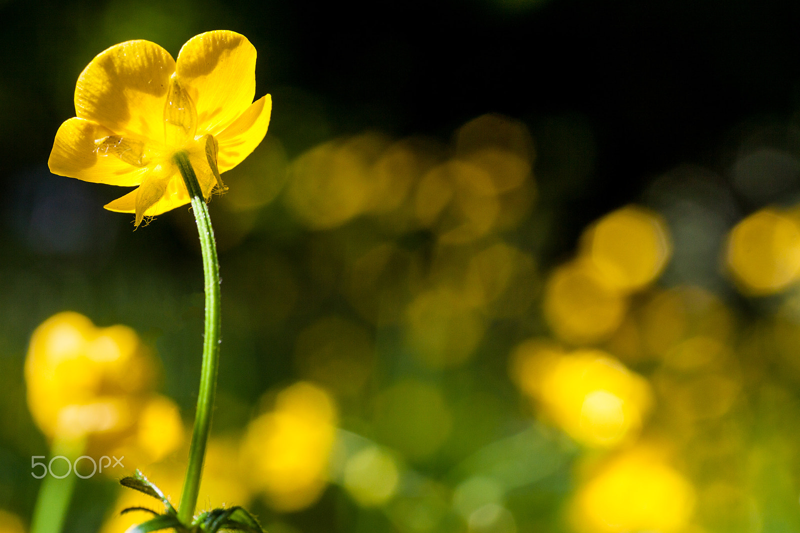 Canon EOS 50D sample photo. Buttercup in buttercup field photography