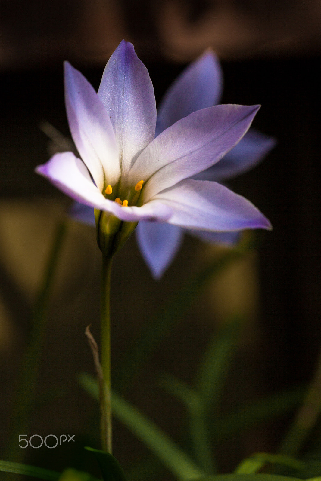 Canon EF-S 60mm F2.8 Macro USM sample photo. Crocus in sunlight photography