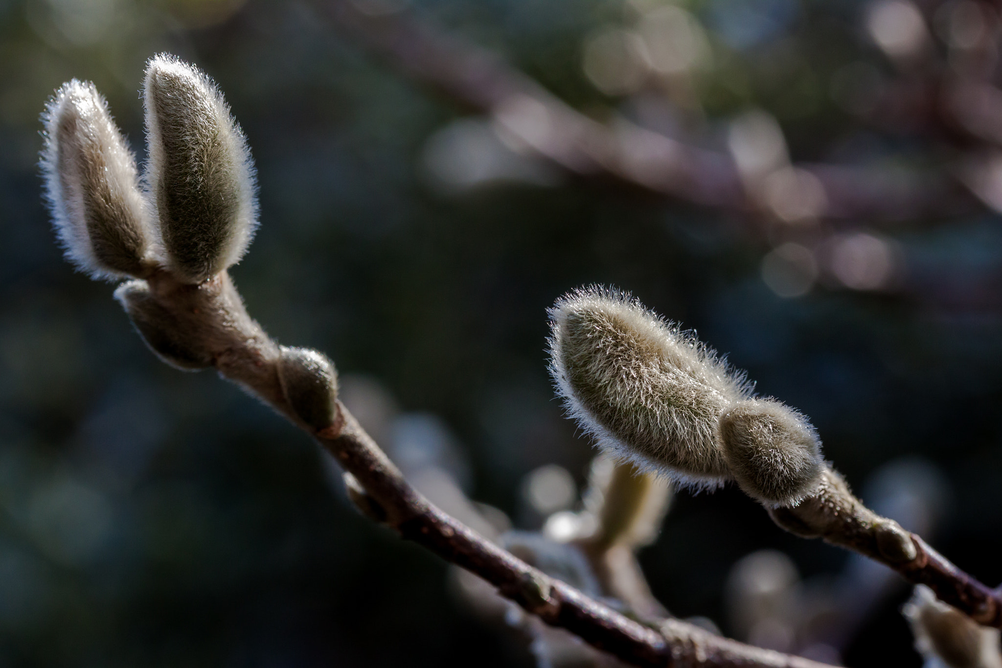 Canon EF-S 60mm F2.8 Macro USM sample photo. Magnoliastellatabuds photography