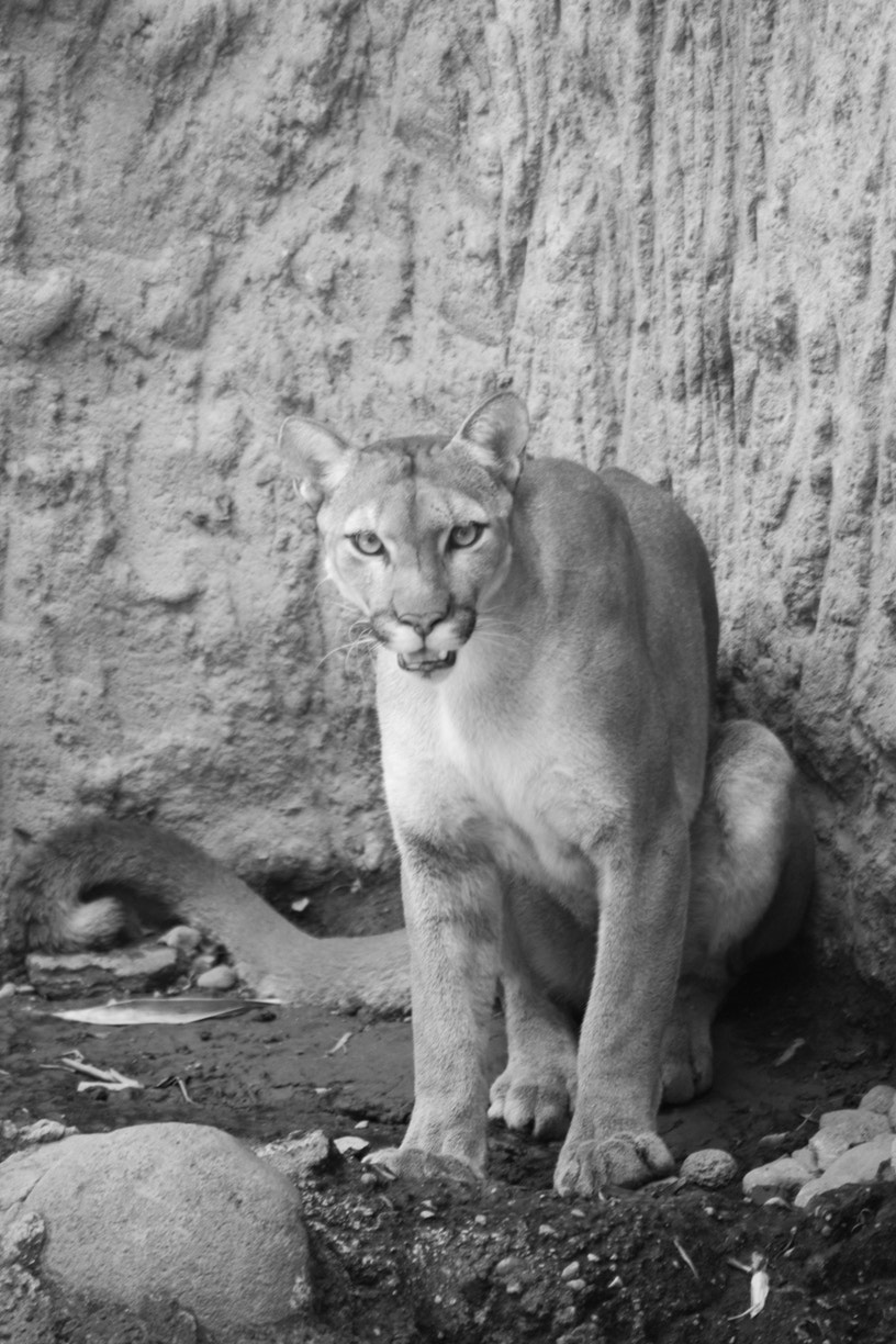 Nikon D600 sample photo. Puma photography