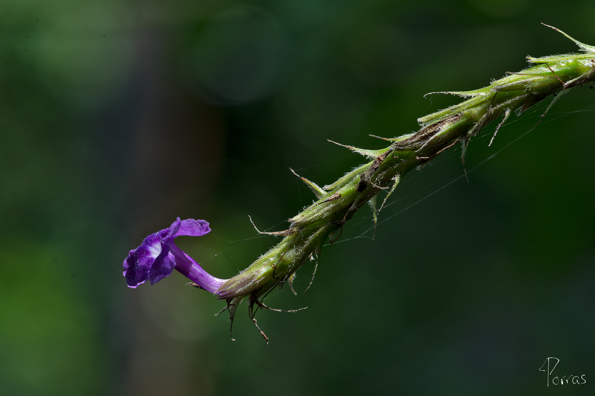 Nikon AF-S DX Micro-Nikkor 85mm F3.5G ED VR sample photo. Purple flower photography