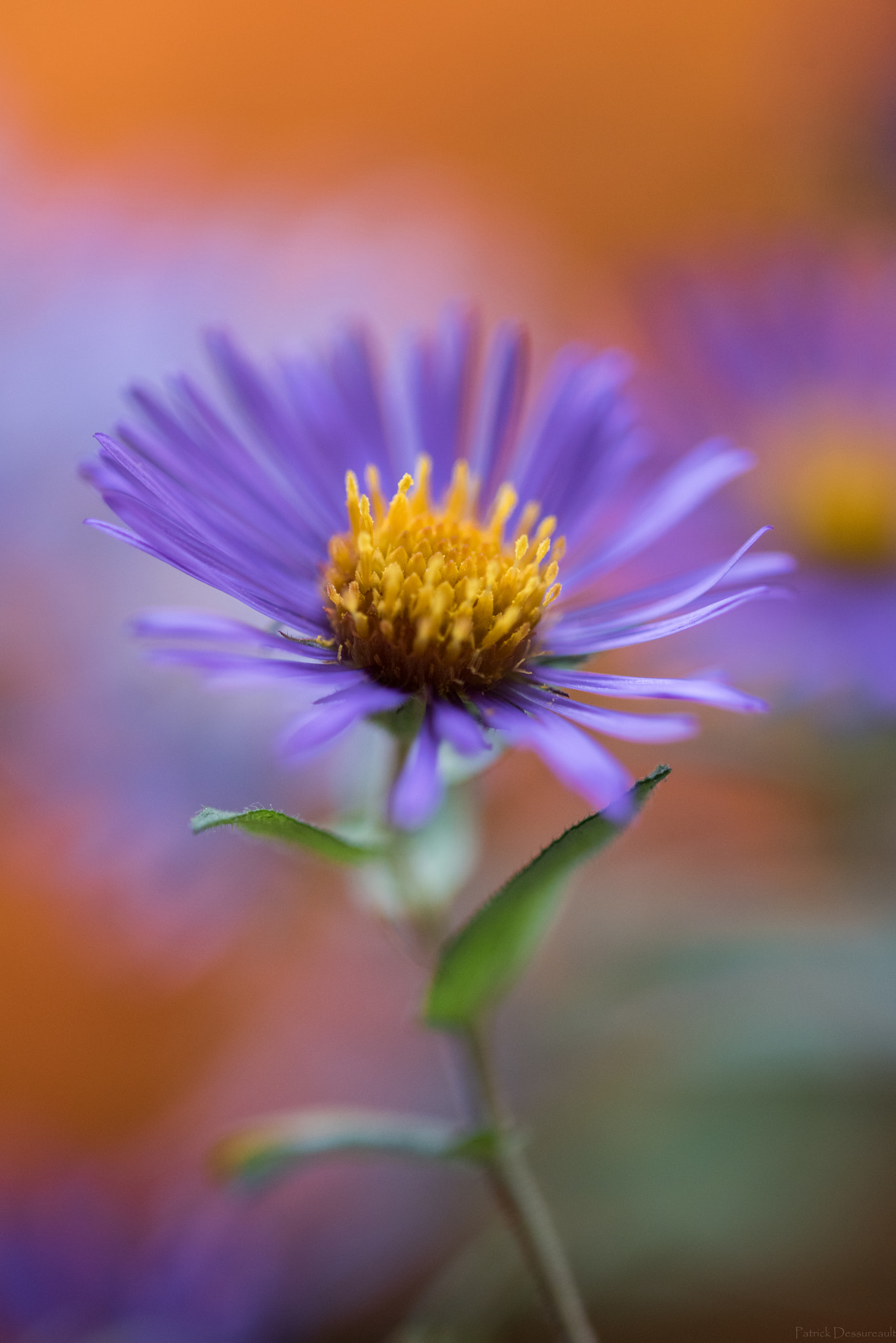 Sigma 105mm F2.8 EX DG OS HSM sample photo. Fleurs sauvages photography