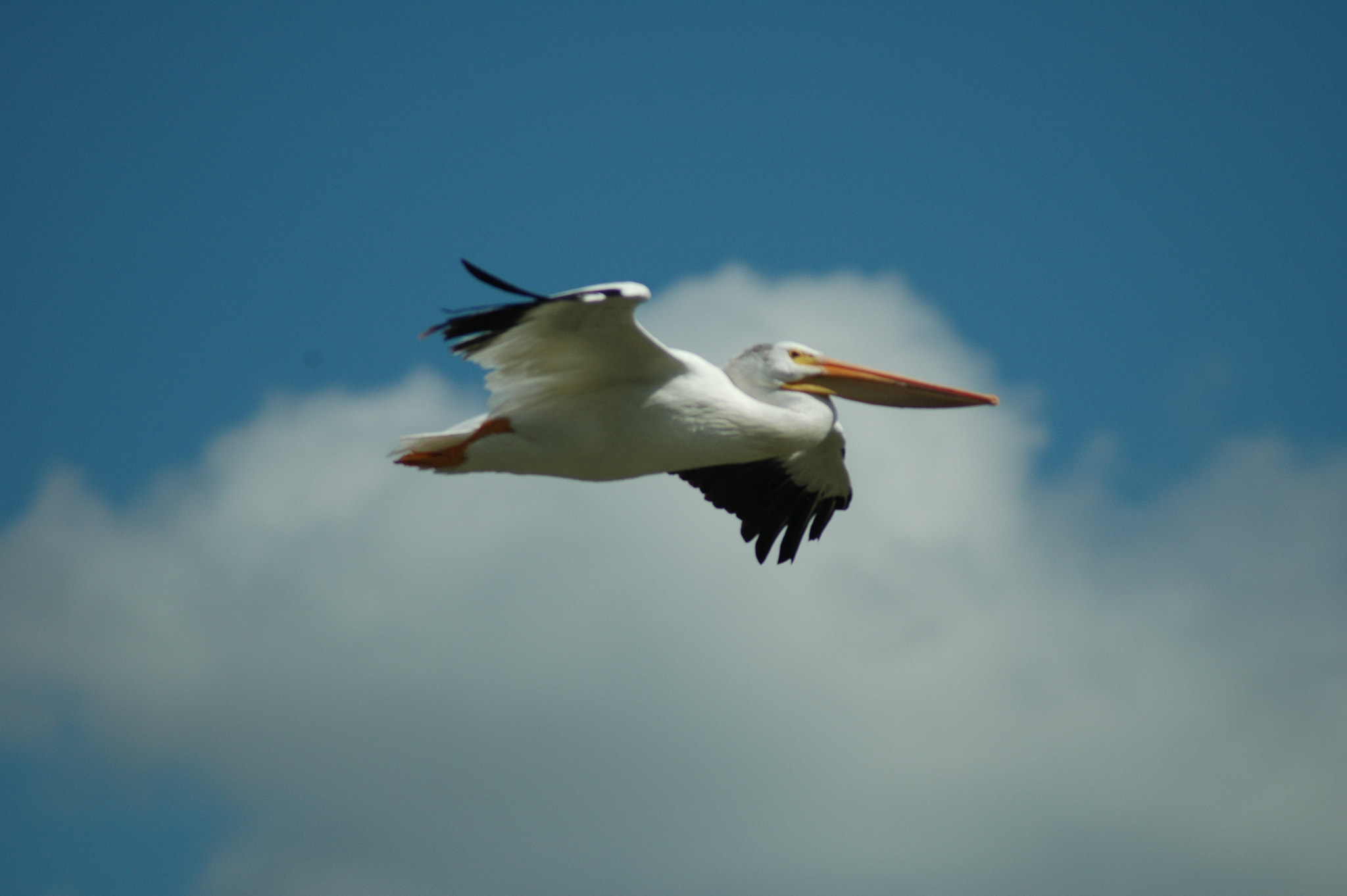 Nikon D70 + AF Zoom-Nikkor 70-300mm f/4-5.6D ED sample photo. Freedom in flight photography