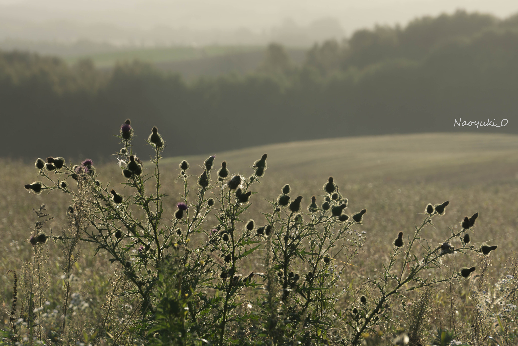 Sony a5100 sample photo. Mono morning. photography
