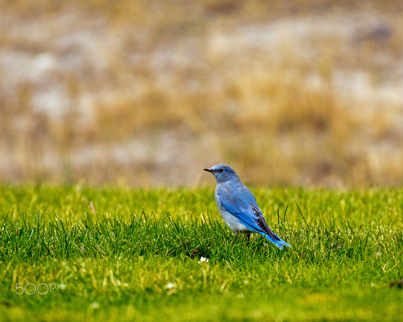 Nikon AF-S Nikkor 200-500mm F5.6E ED VR sample photo. Blue bird photography