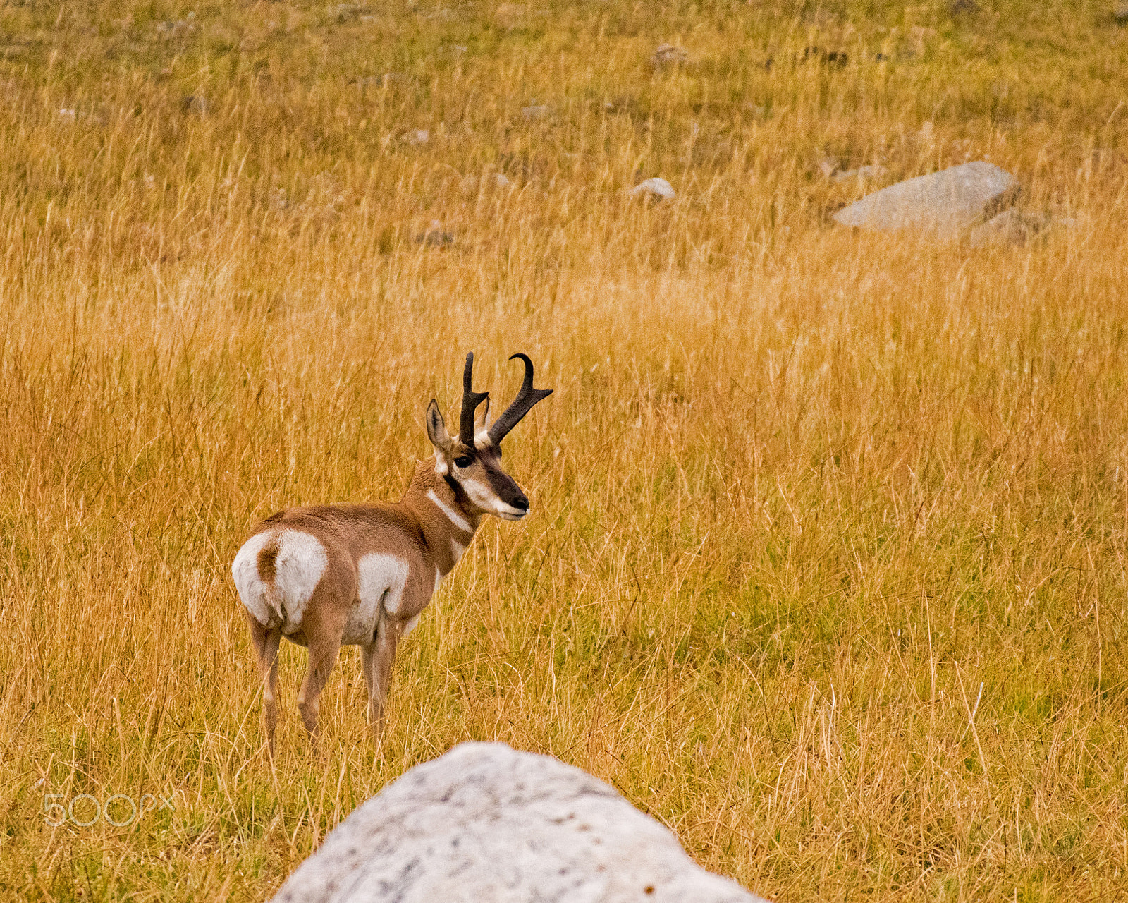 Nikon AF-S Nikkor 200-500mm F5.6E ED VR sample photo. Pronghorn photography