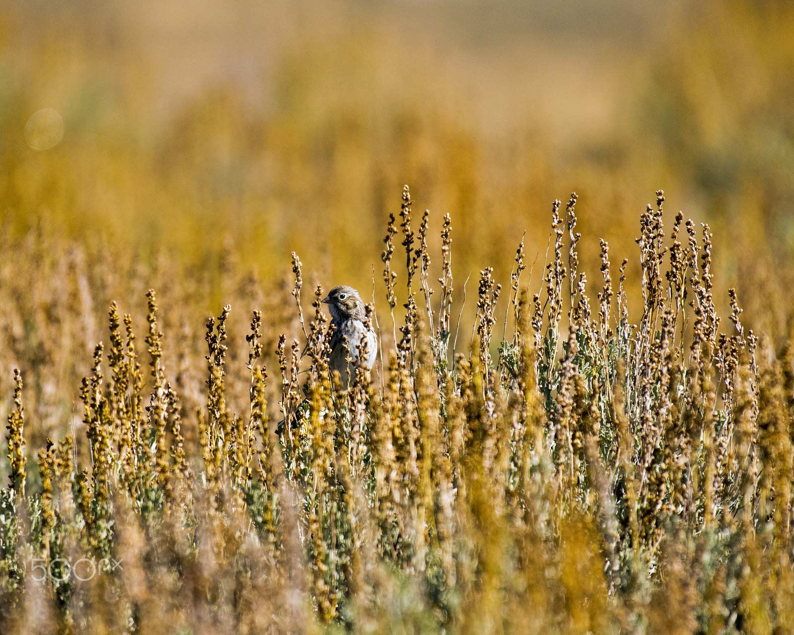 Nikon AF-S Nikkor 200-500mm F5.6E ED VR sample photo. Tiny bird photography