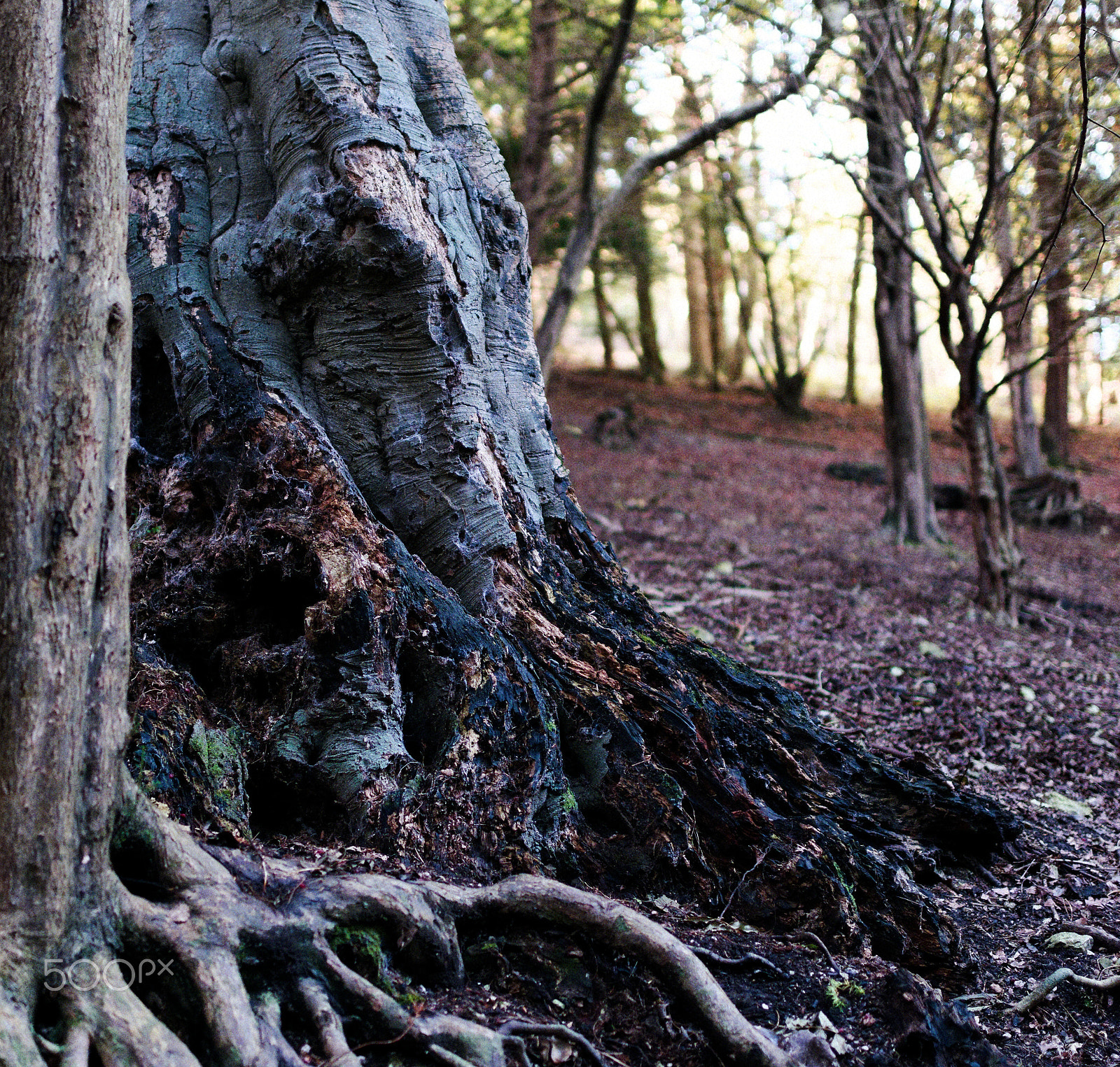 Nikon D800E + Nikon AF-S Nikkor 35mm F1.4G sample photo. Wounded photography