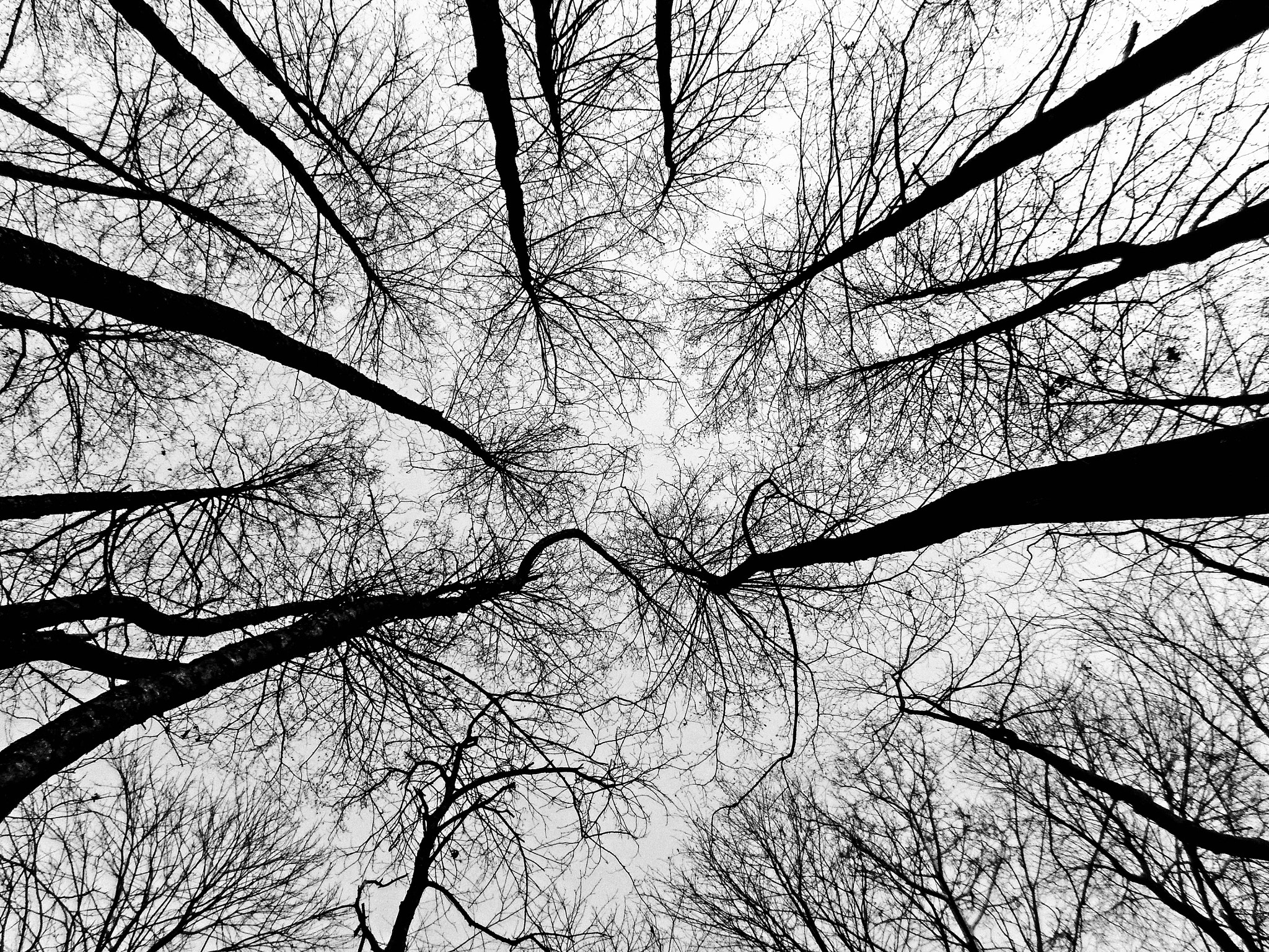 Samsung ES95 sample photo. Nature's arteries! photography
