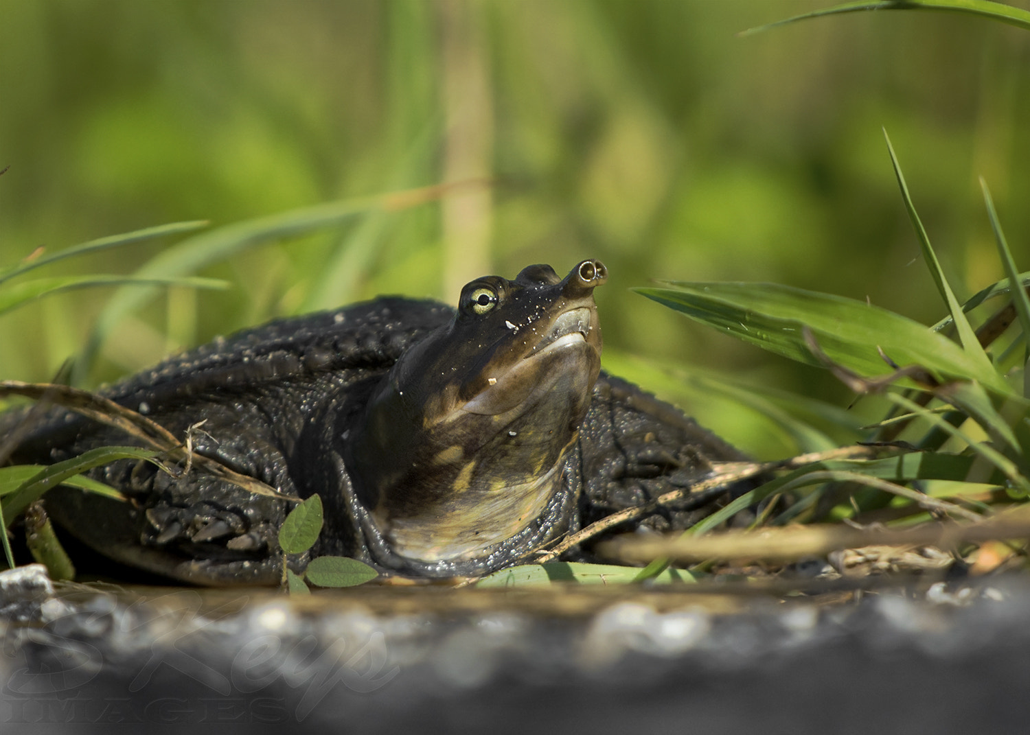 Nikon D7200 sample photo. Snout (florida softshell turtle) photography