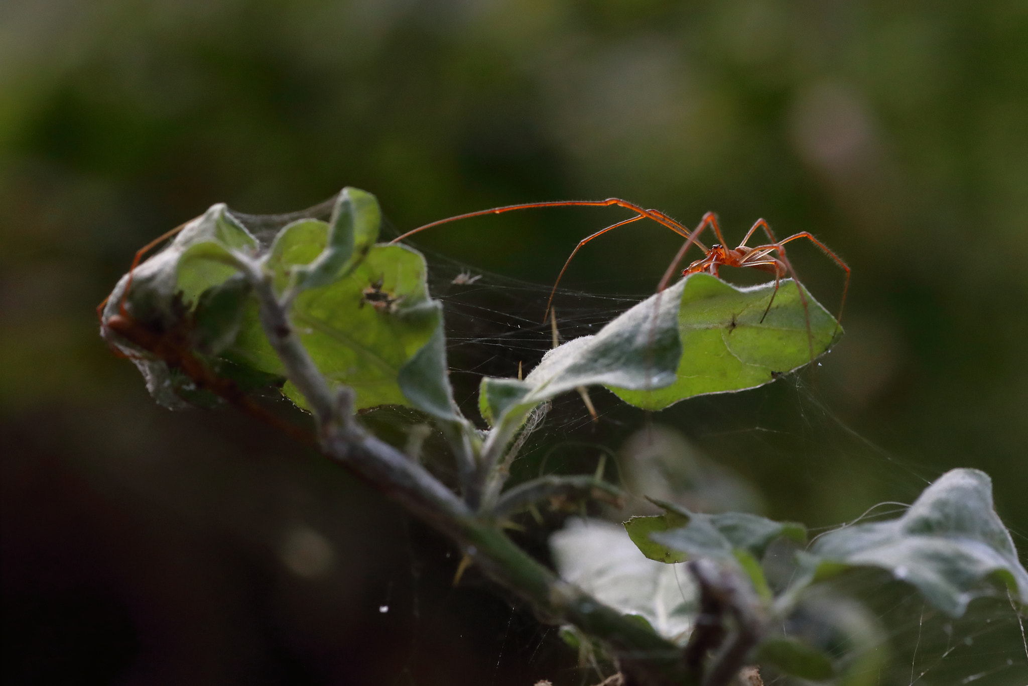 Canon EOS 5D Mark IV + Tamron SP AF 90mm F2.8 Di Macro sample photo. Img photography