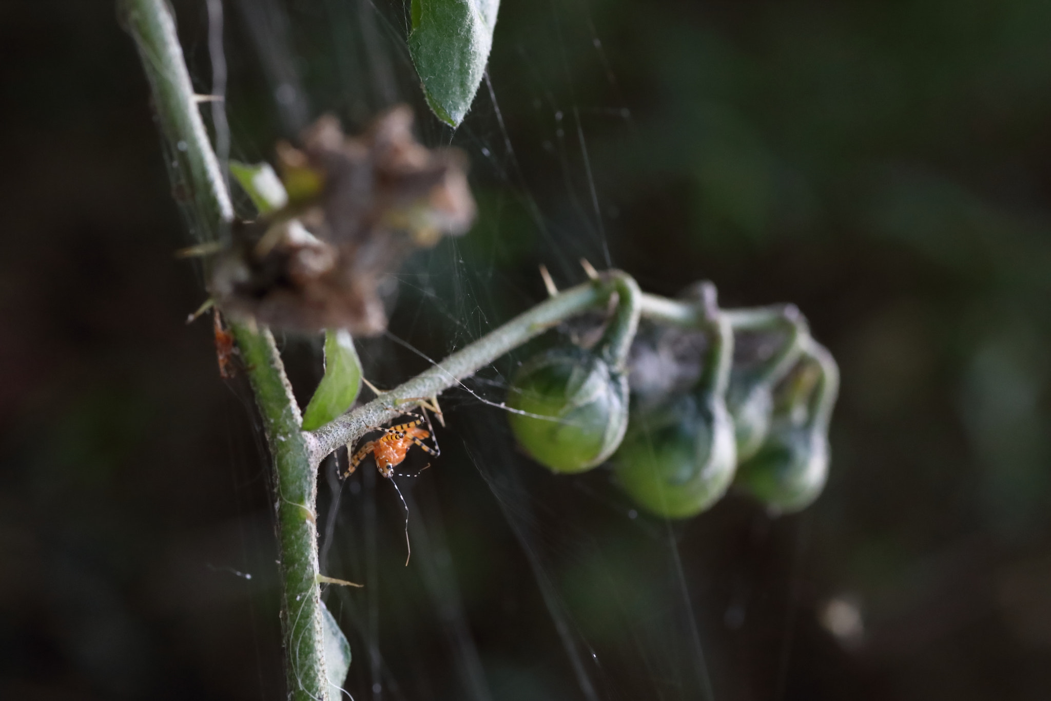 Canon EOS 5D Mark IV + Tamron SP AF 90mm F2.8 Di Macro sample photo. Img photography