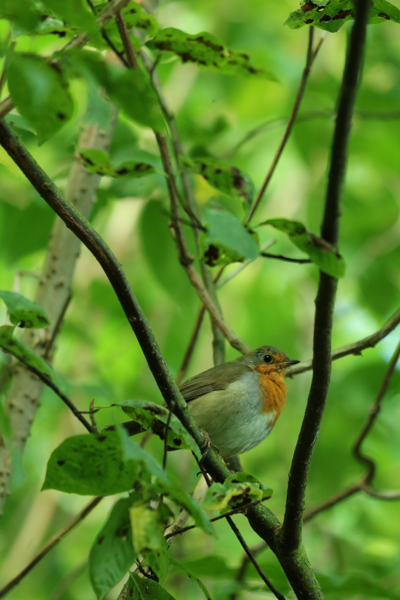 Canon EOS 750D (EOS Rebel T6i / EOS Kiss X8i) + Canon EF 70-200mm F4L IS USM sample photo. Autumn robin  photography