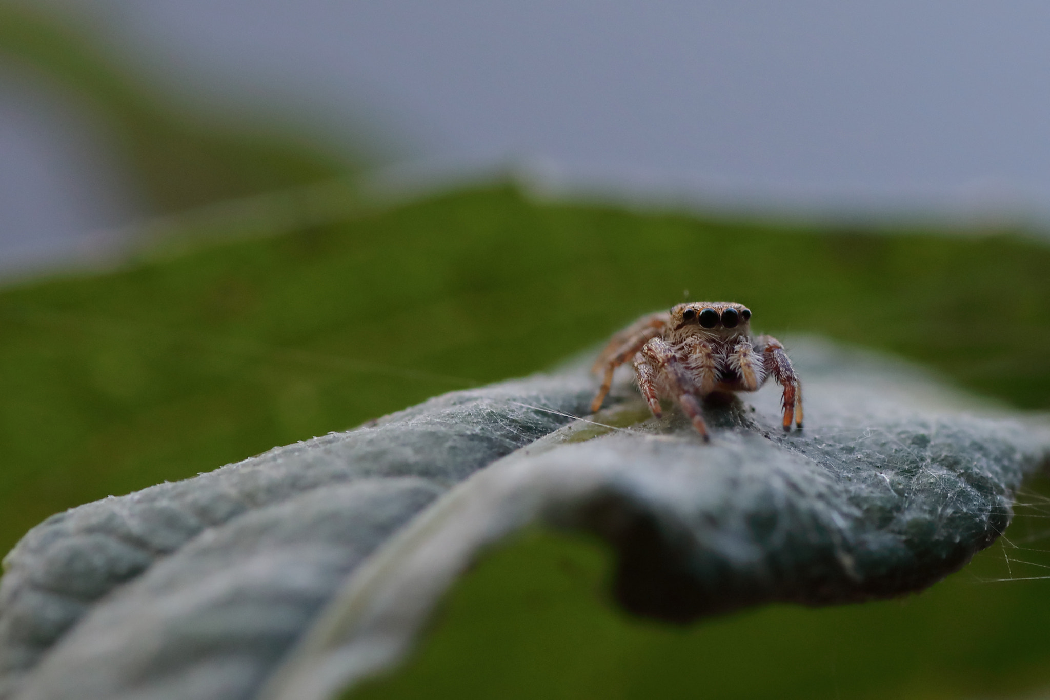 Canon EOS 5D Mark IV + Tamron SP AF 90mm F2.8 Di Macro sample photo. Img photography