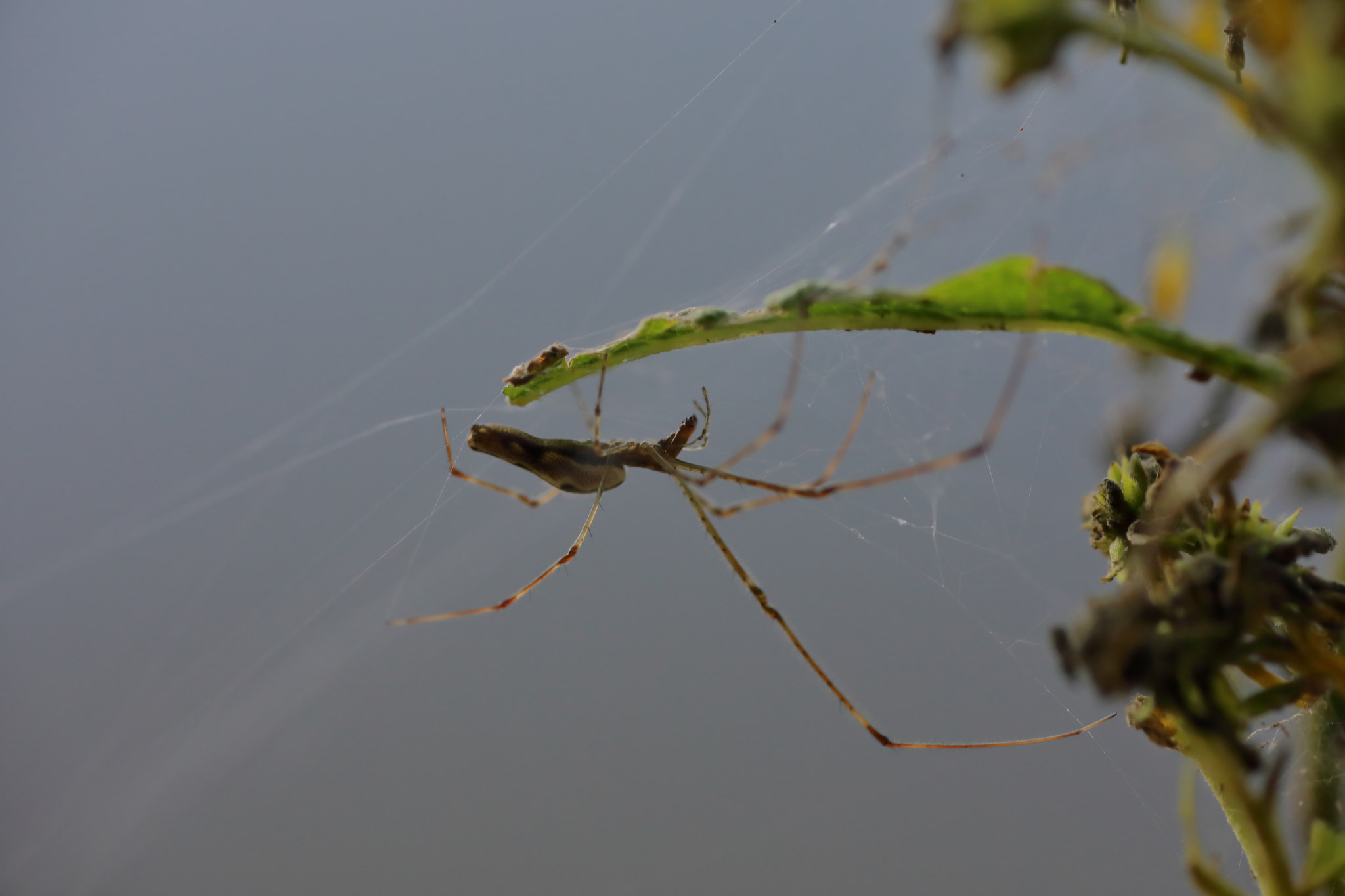 Canon EOS 5D Mark IV + Tamron SP AF 90mm F2.8 Di Macro sample photo. Img photography