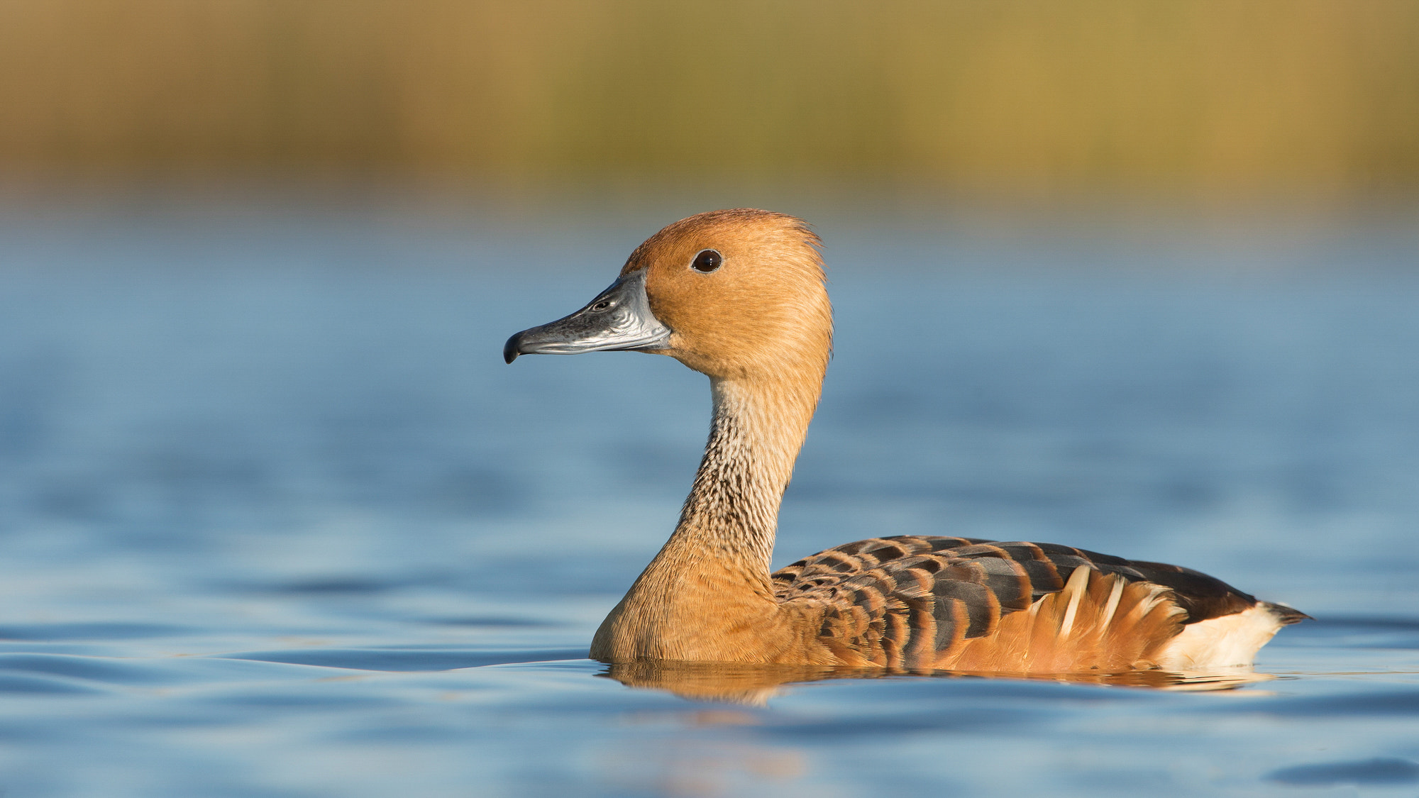 Nikon D4 + Nikon AF-S Nikkor 200-400mm F4G ED VR II sample photo. Sirirí colorado photography