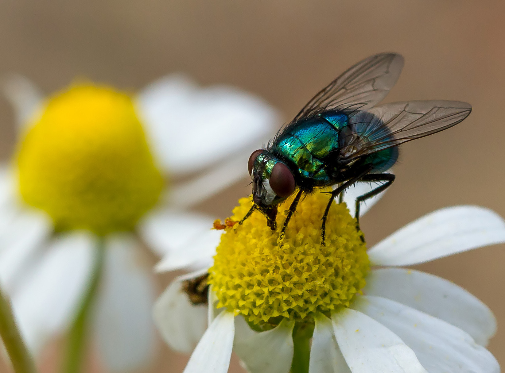 Canon EOS 7D + Canon EF 100mm F2.8L Macro IS USM sample photo. *** photography