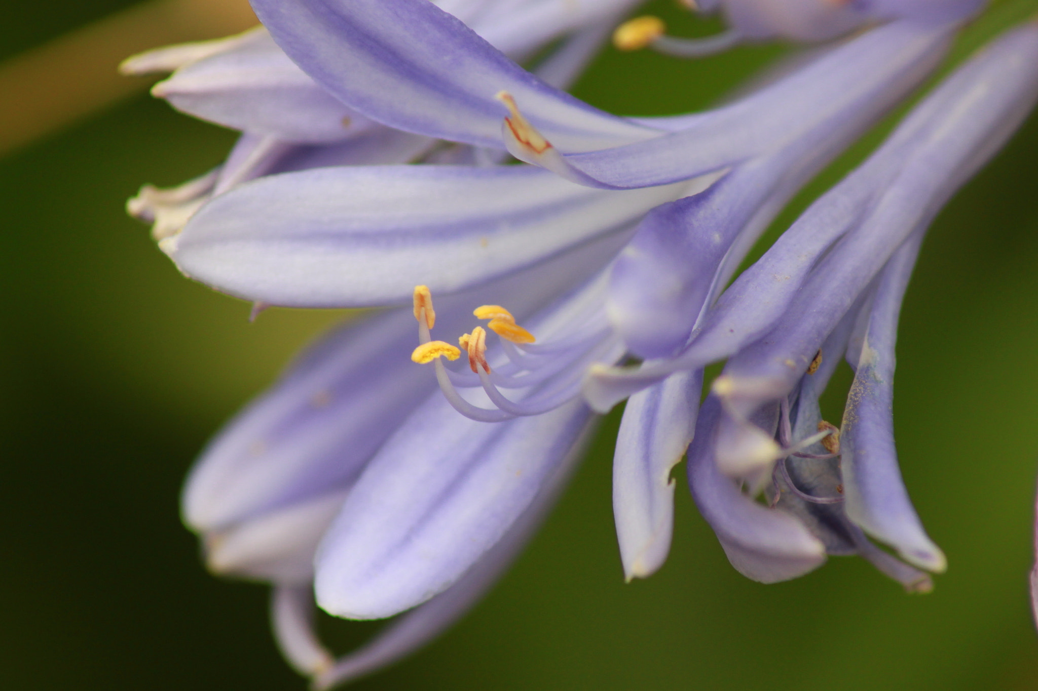 Canon EOS 500D (EOS Rebel T1i / EOS Kiss X3) sample photo. Purple flower photography