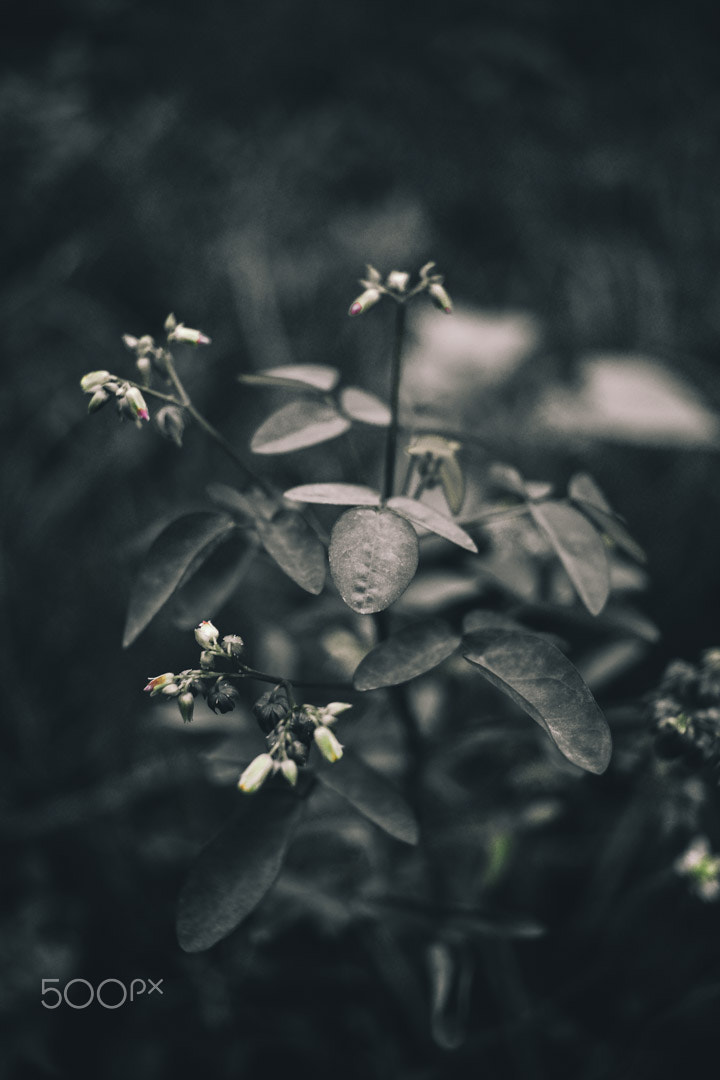 Canon EF-S 24mm F2.8 STM sample photo. Bertumbuh dalam sunyi photography