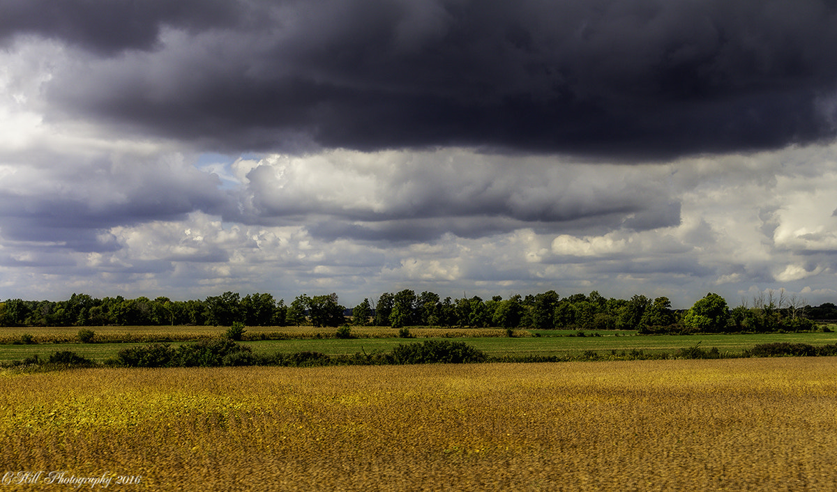 Sigma 18-250mm F3.5-6.3 DC OS HSM sample photo. Amber waves of grain photography
