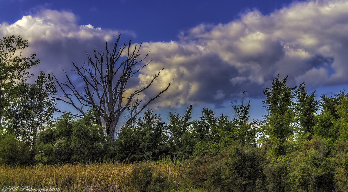 Sigma 18-250mm F3.5-6.3 DC OS HSM sample photo. Tree photography