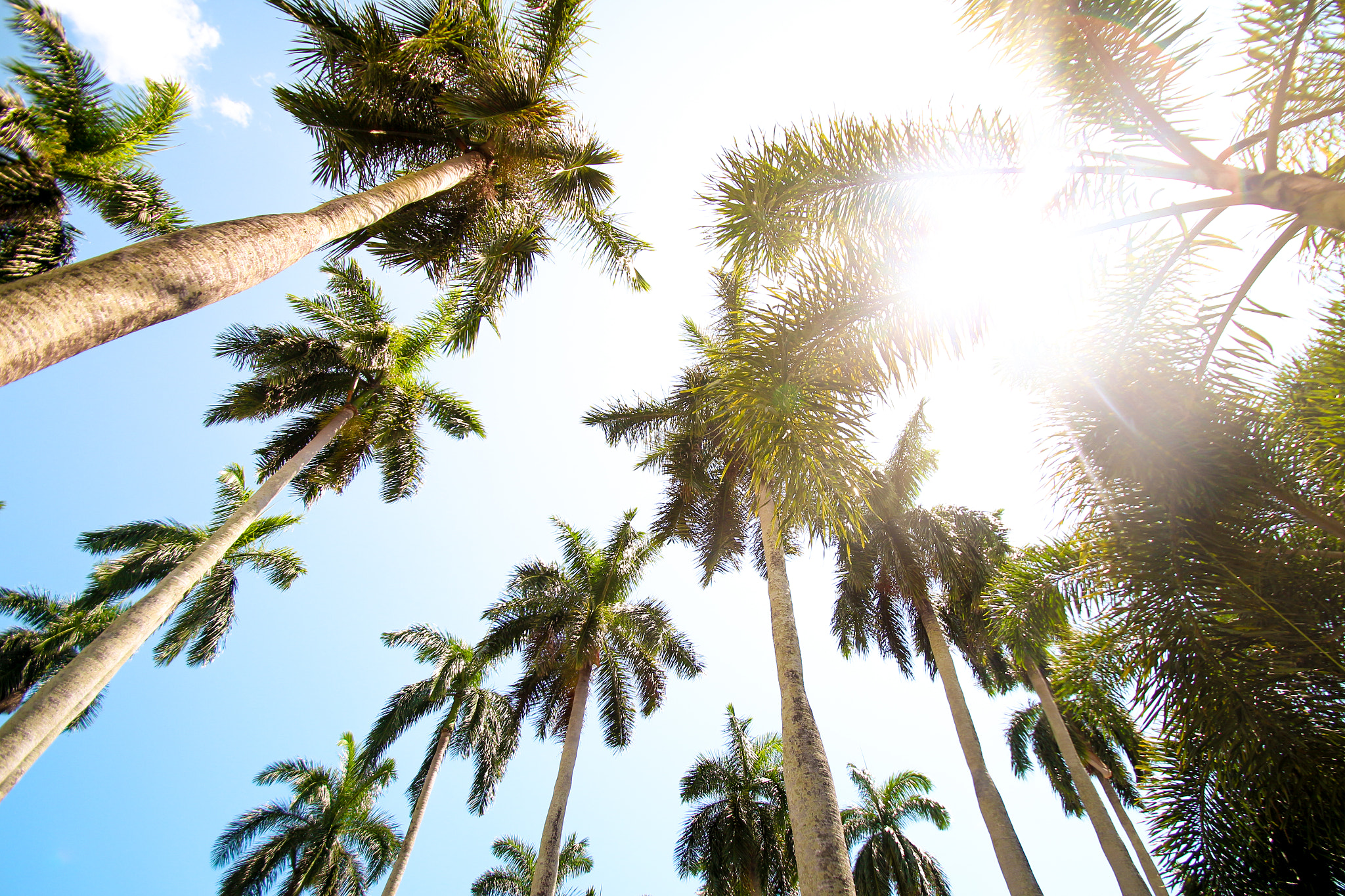 Sigma 10-20mm F3.5 EX DC HSM sample photo. Walking through the fronds photography